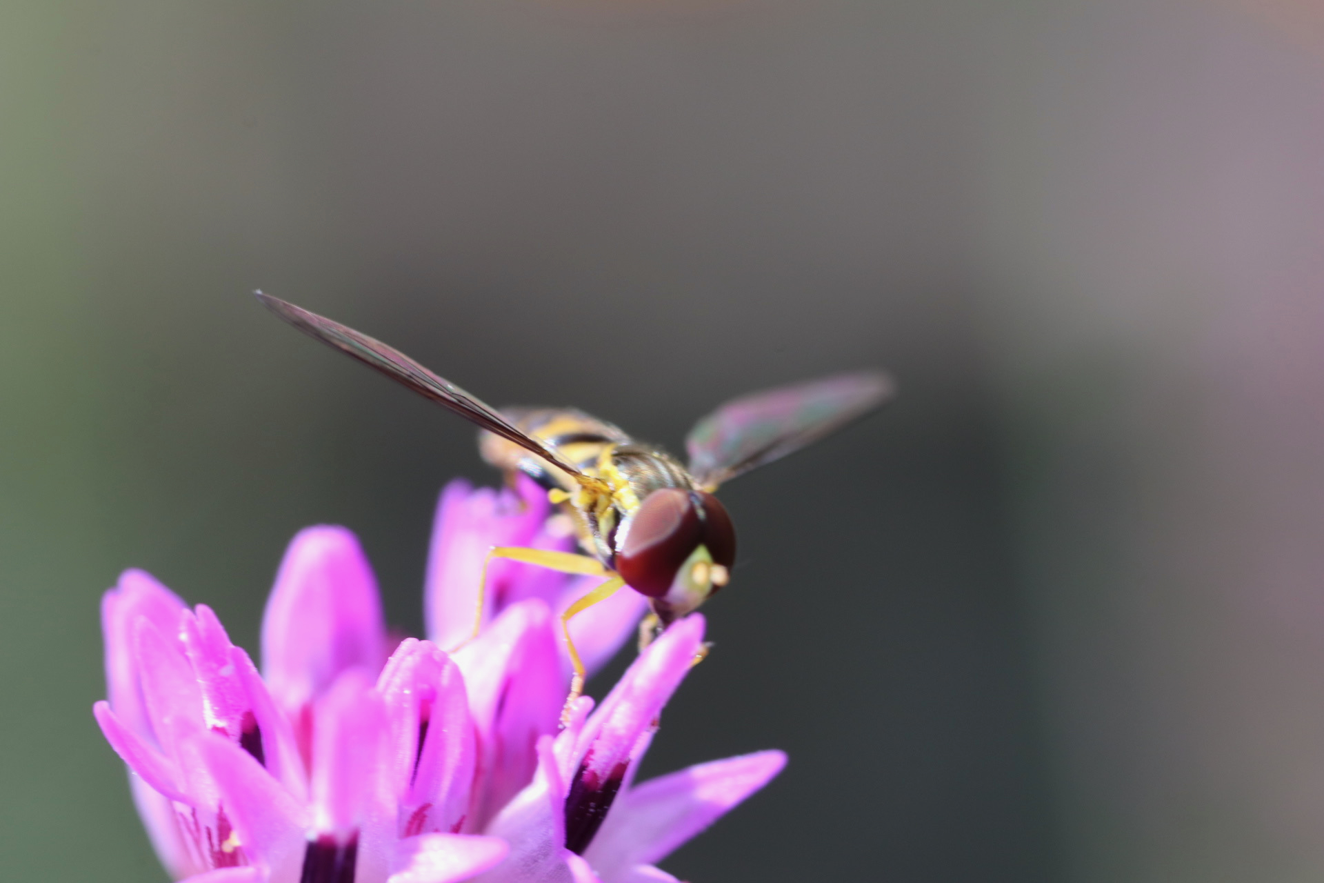 Hoverfly Bee Mimic