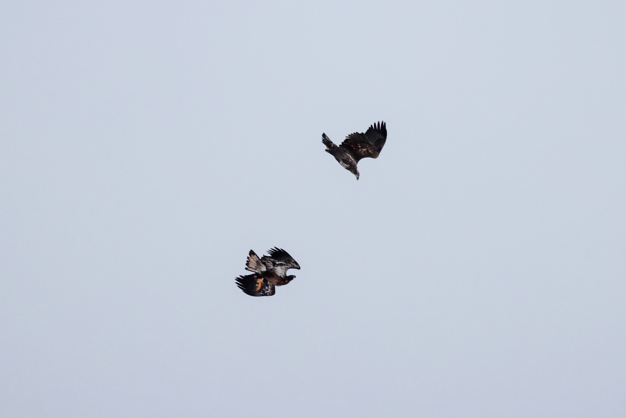Juvenile Eagles in Courtship