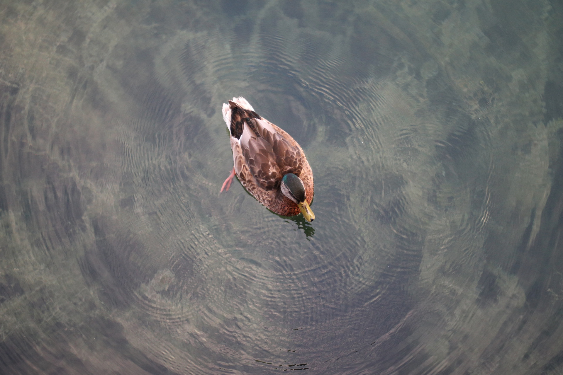 Mallard Creating Ripples