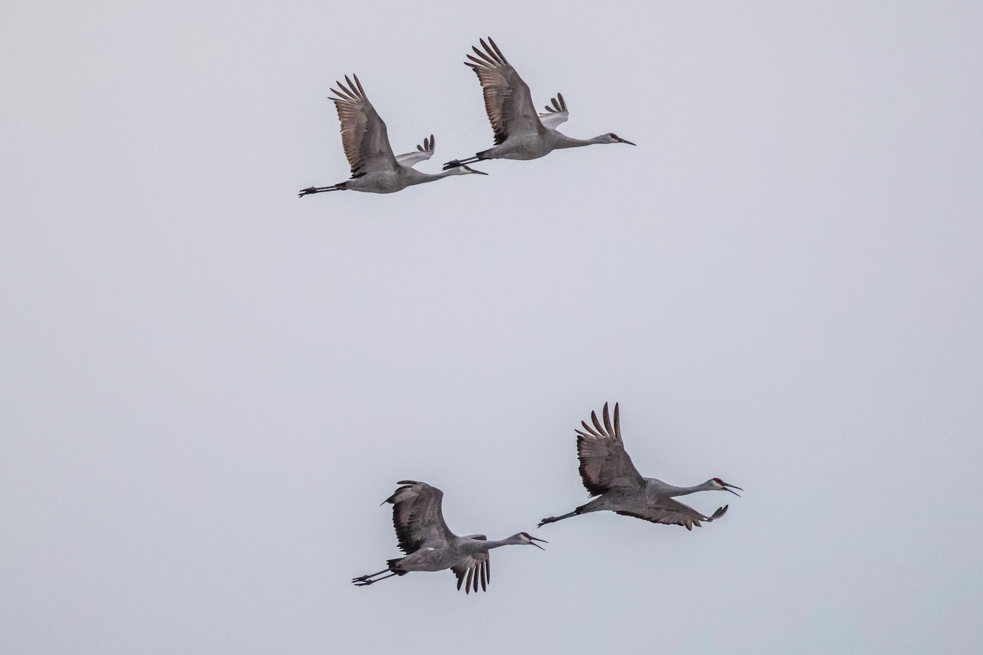 Sandhill Cranes Migration