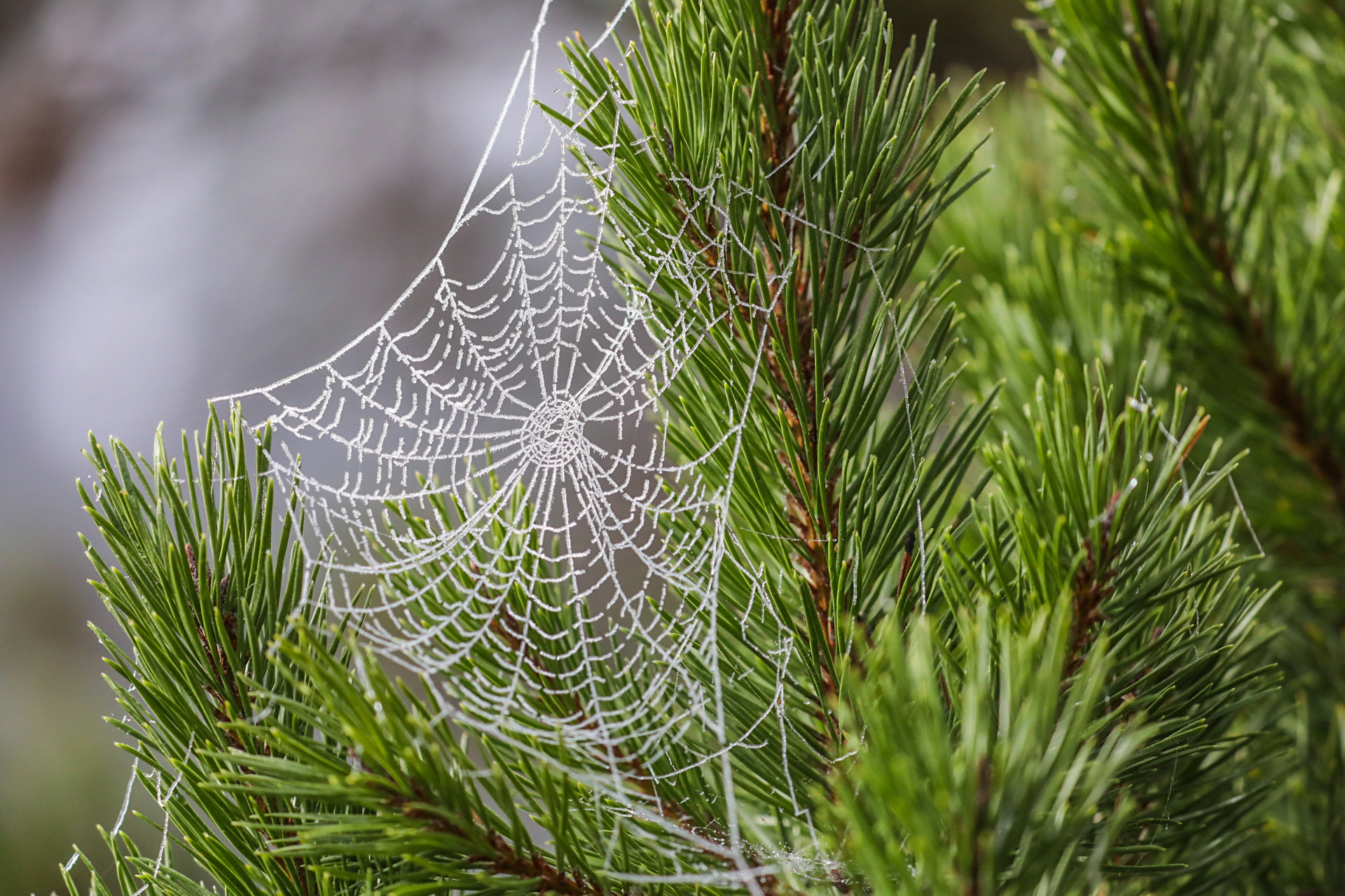 Frozen Spiderweb Pearls