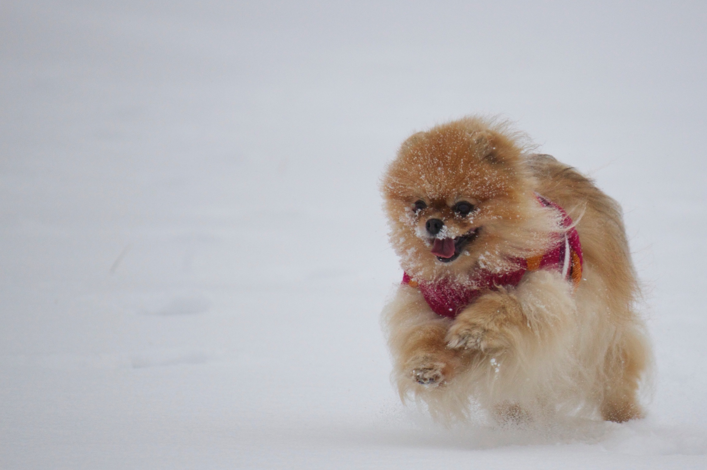Lilli the Pomeranian in Snow