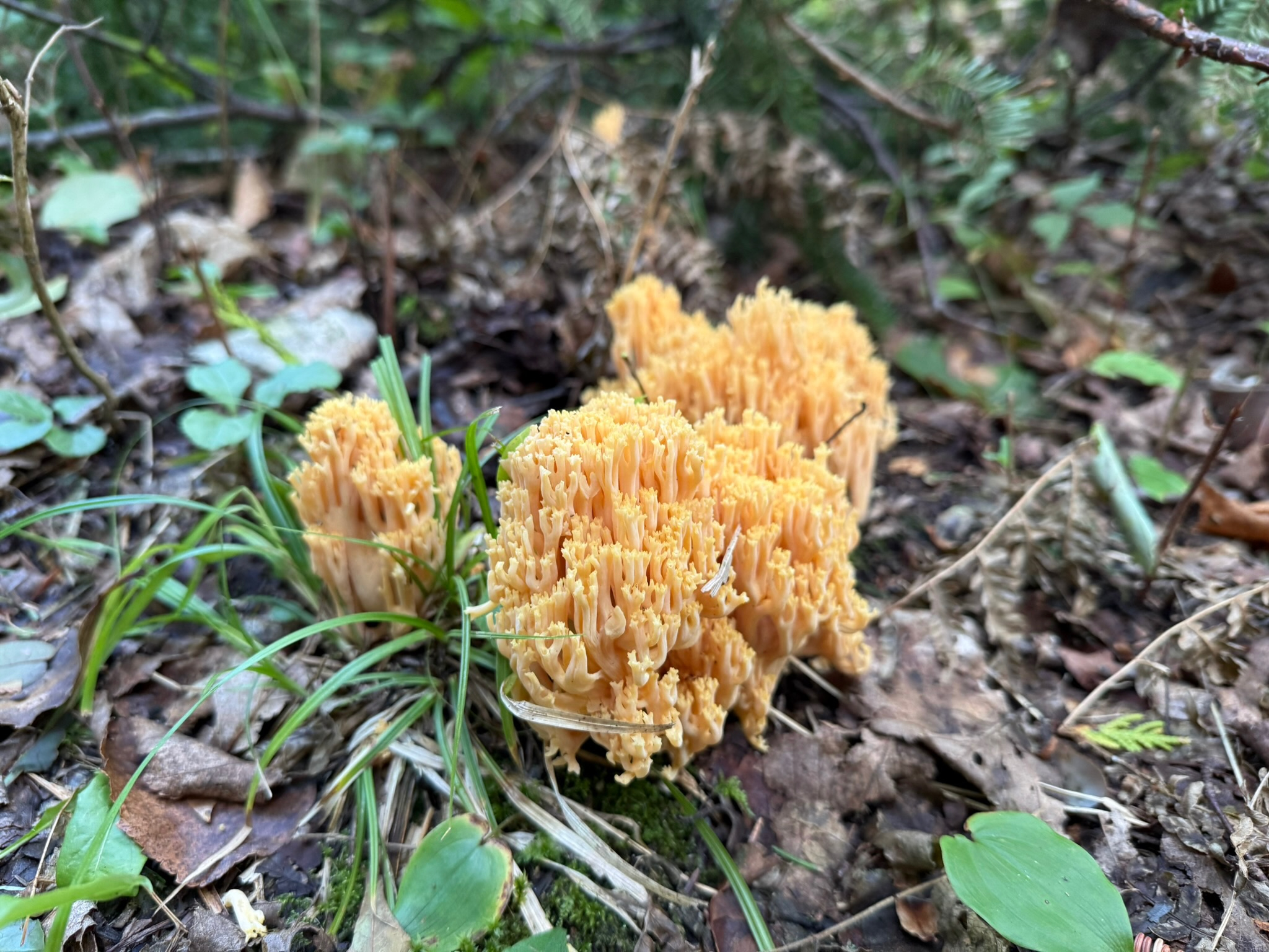 Orange Coral Fungus