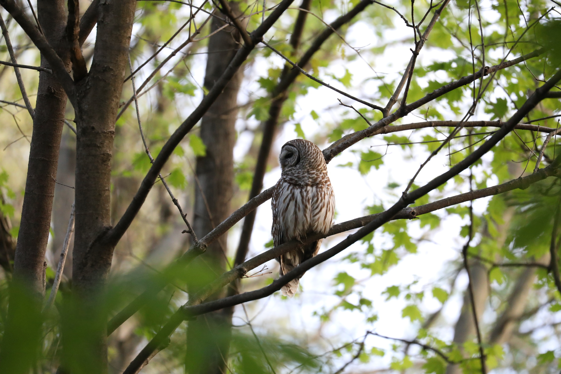 Barred Owl at Hot Springs