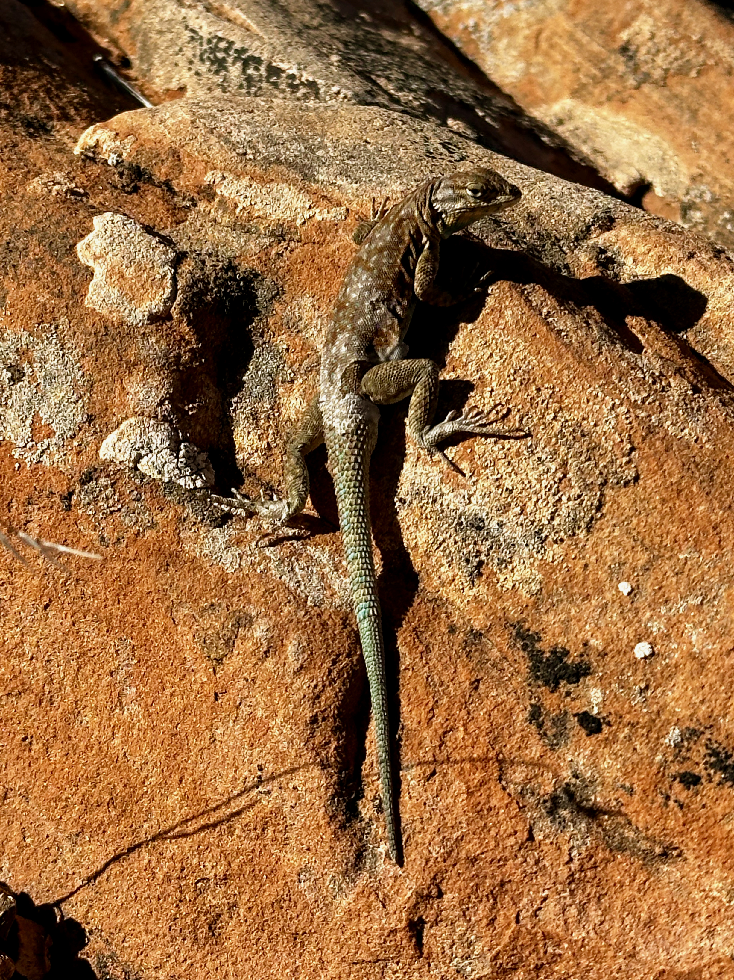 Plateau Fence Lizard on Sandstone