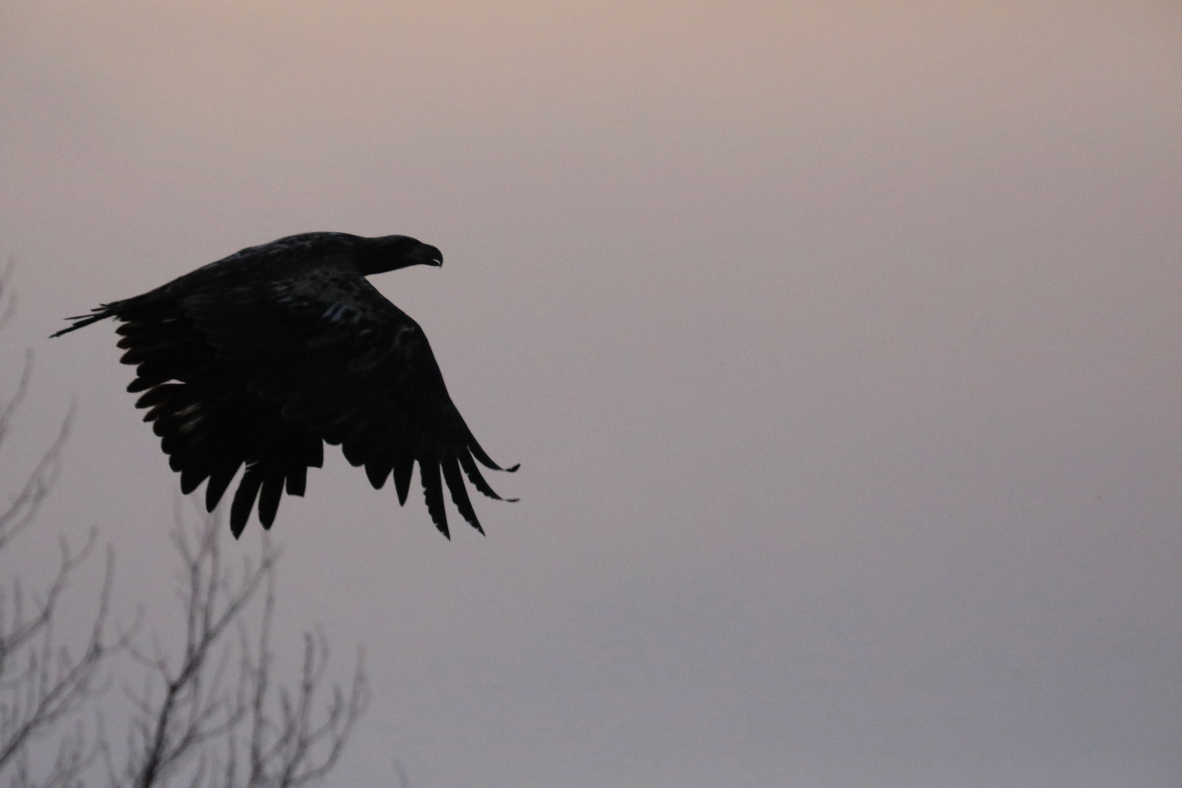 Bald Eagle at Dusk