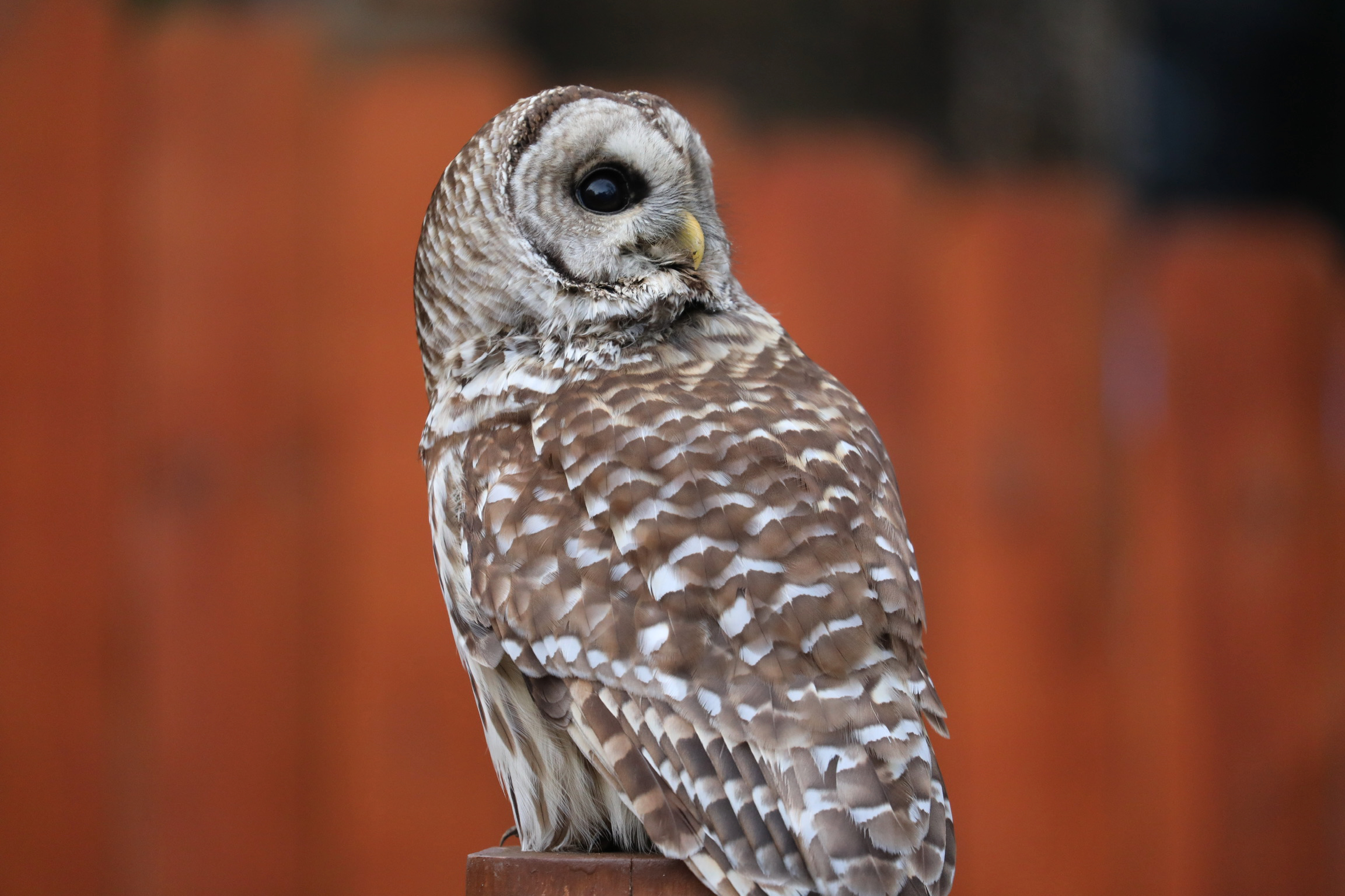 Backyard Owl on Pergola