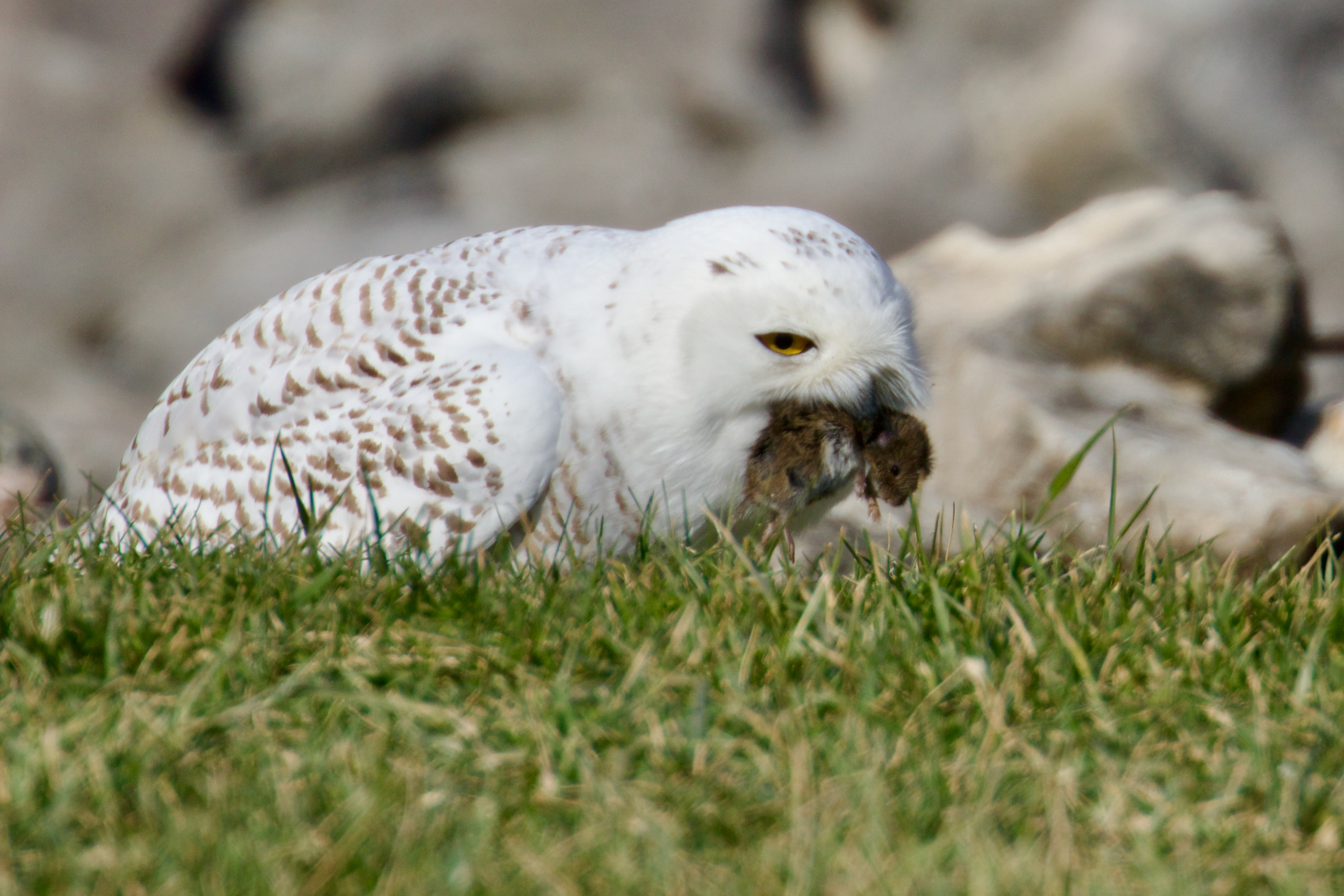 Snowy Owl with Prey