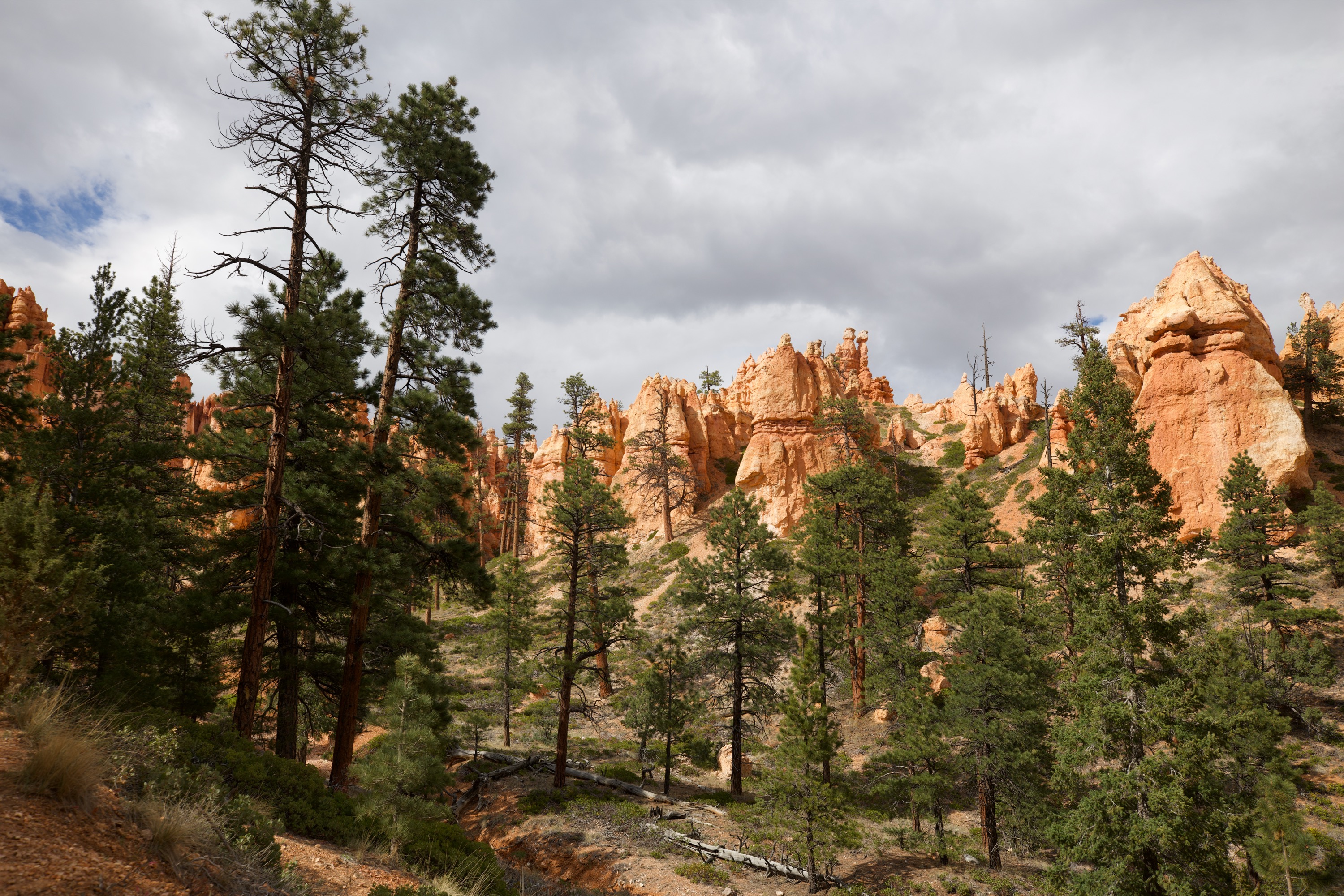 Hoodoos and Pines