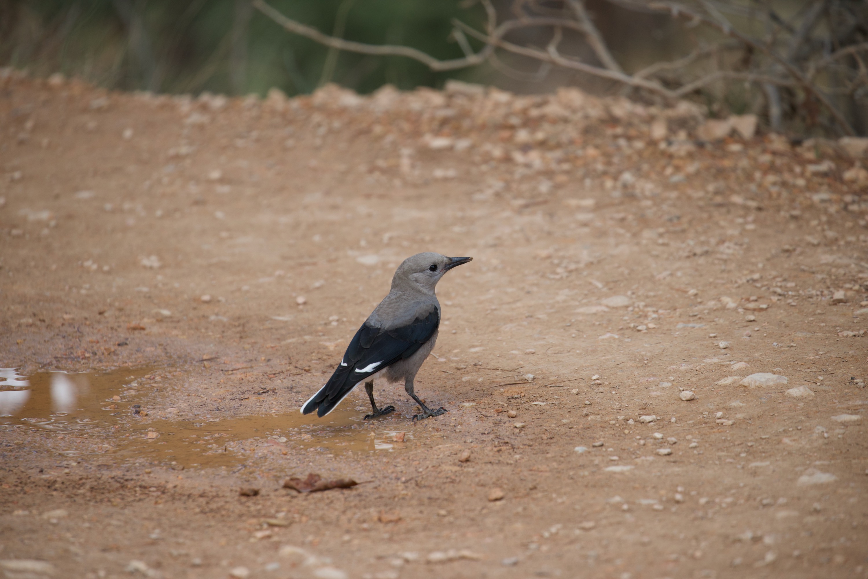 Clark's Nutcracker at Bryce