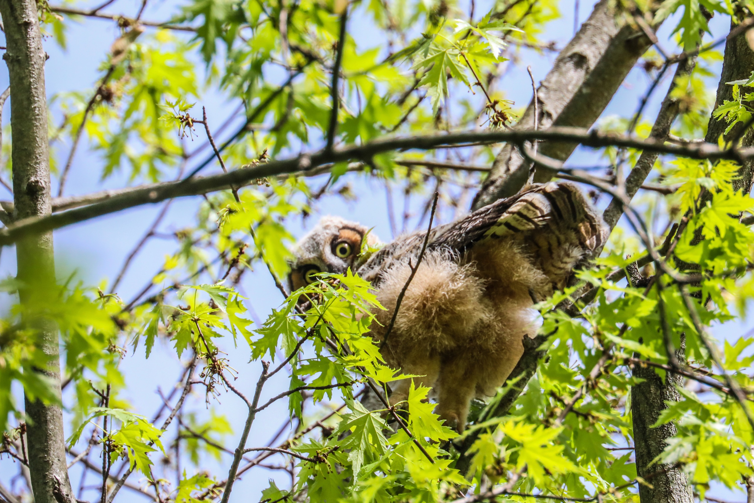 Great Horned Owlet Portrait