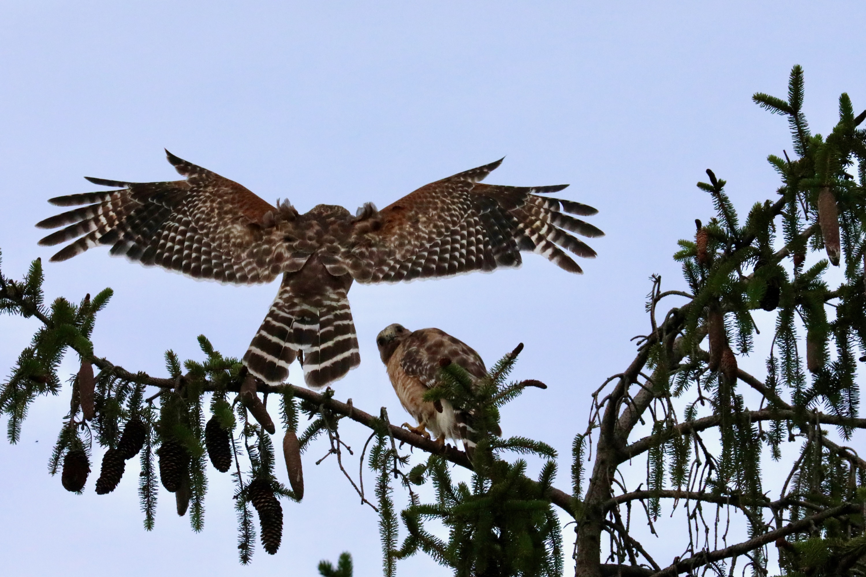 Red-shouldered Hawk Duo