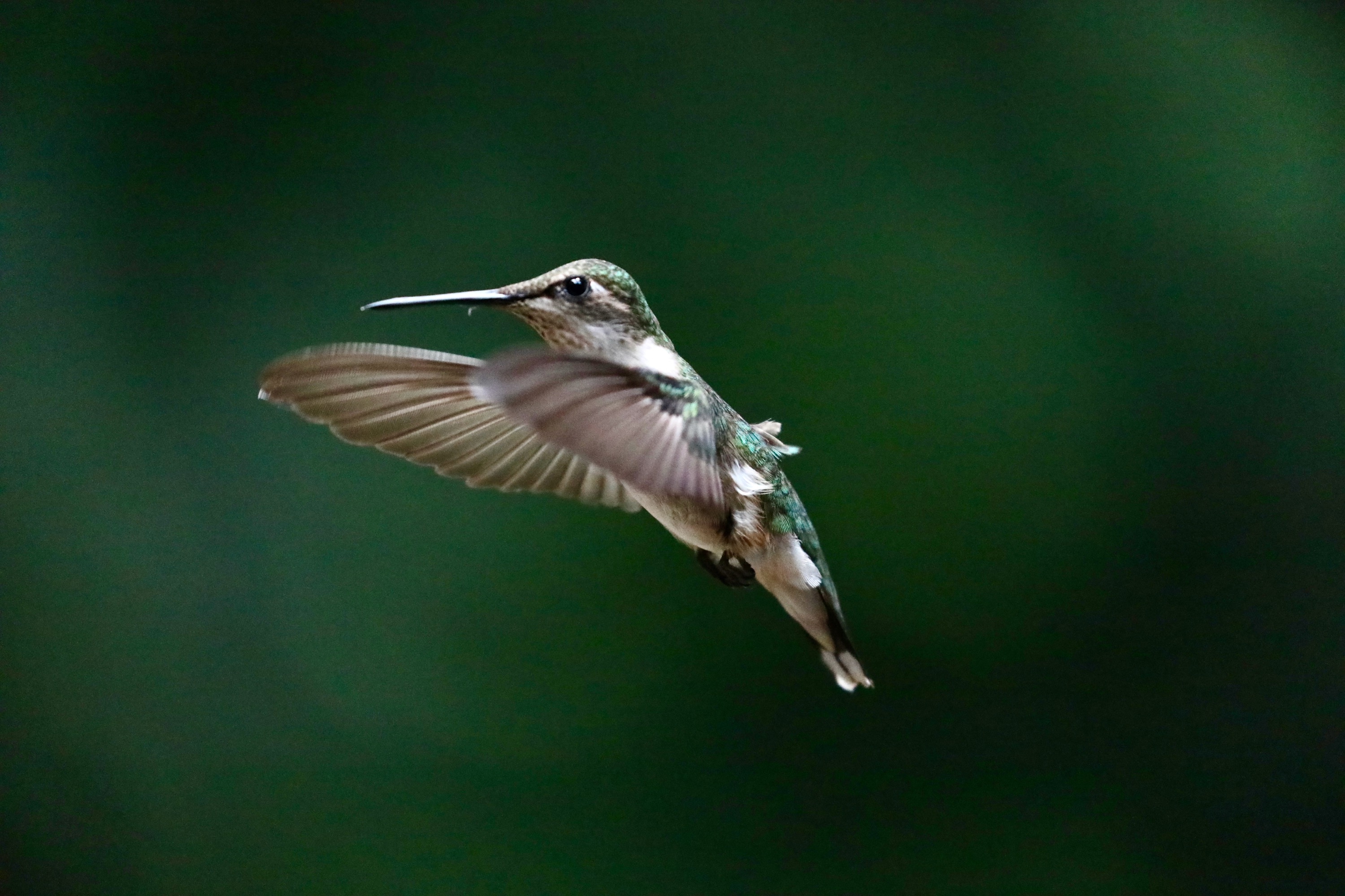Ruby-throated hummingbird in Flight