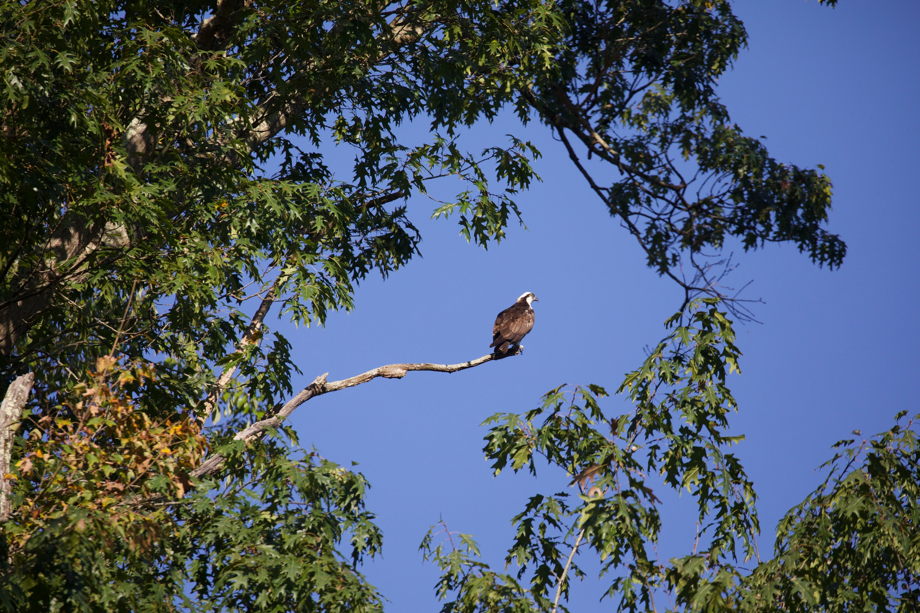 Osprey Perched
