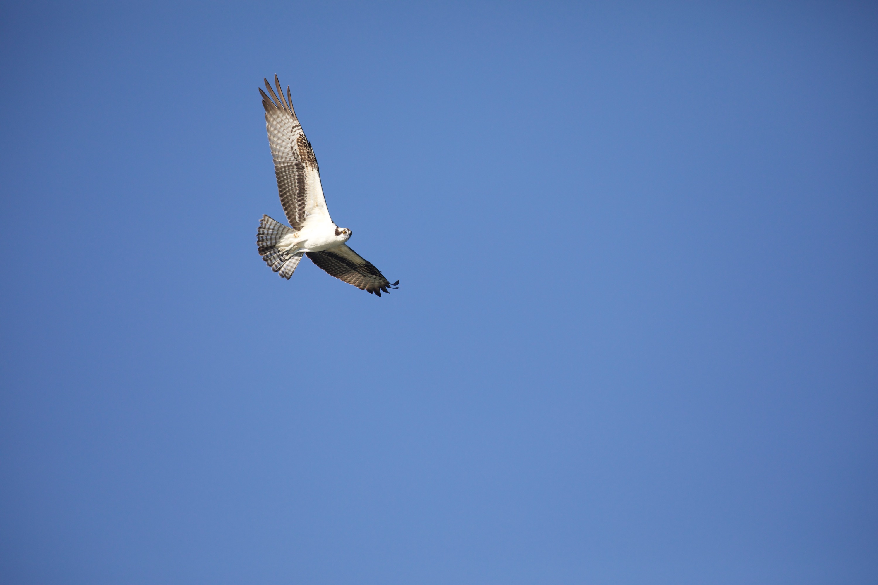Osprey in flight