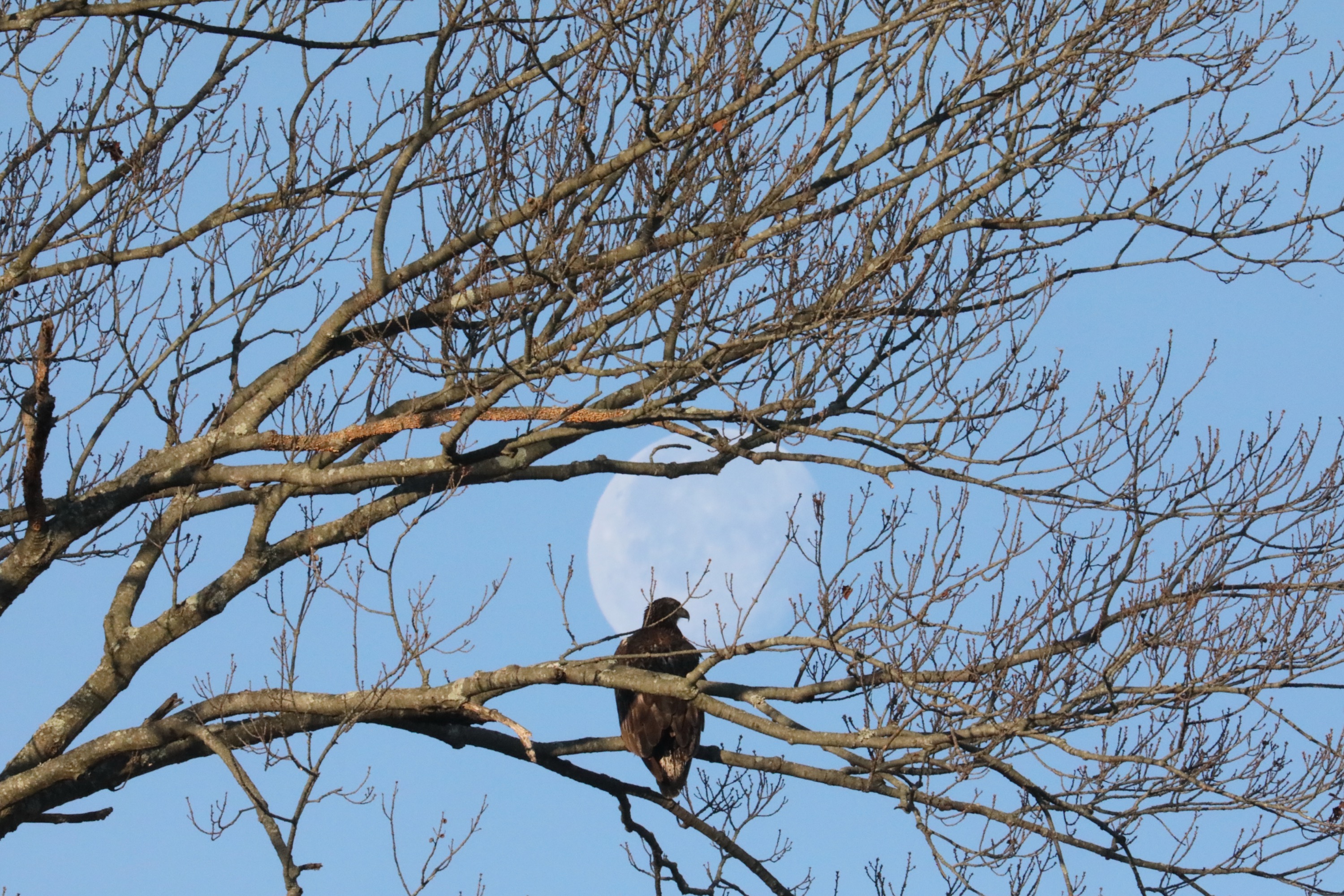 Bald Eagle Juvenile