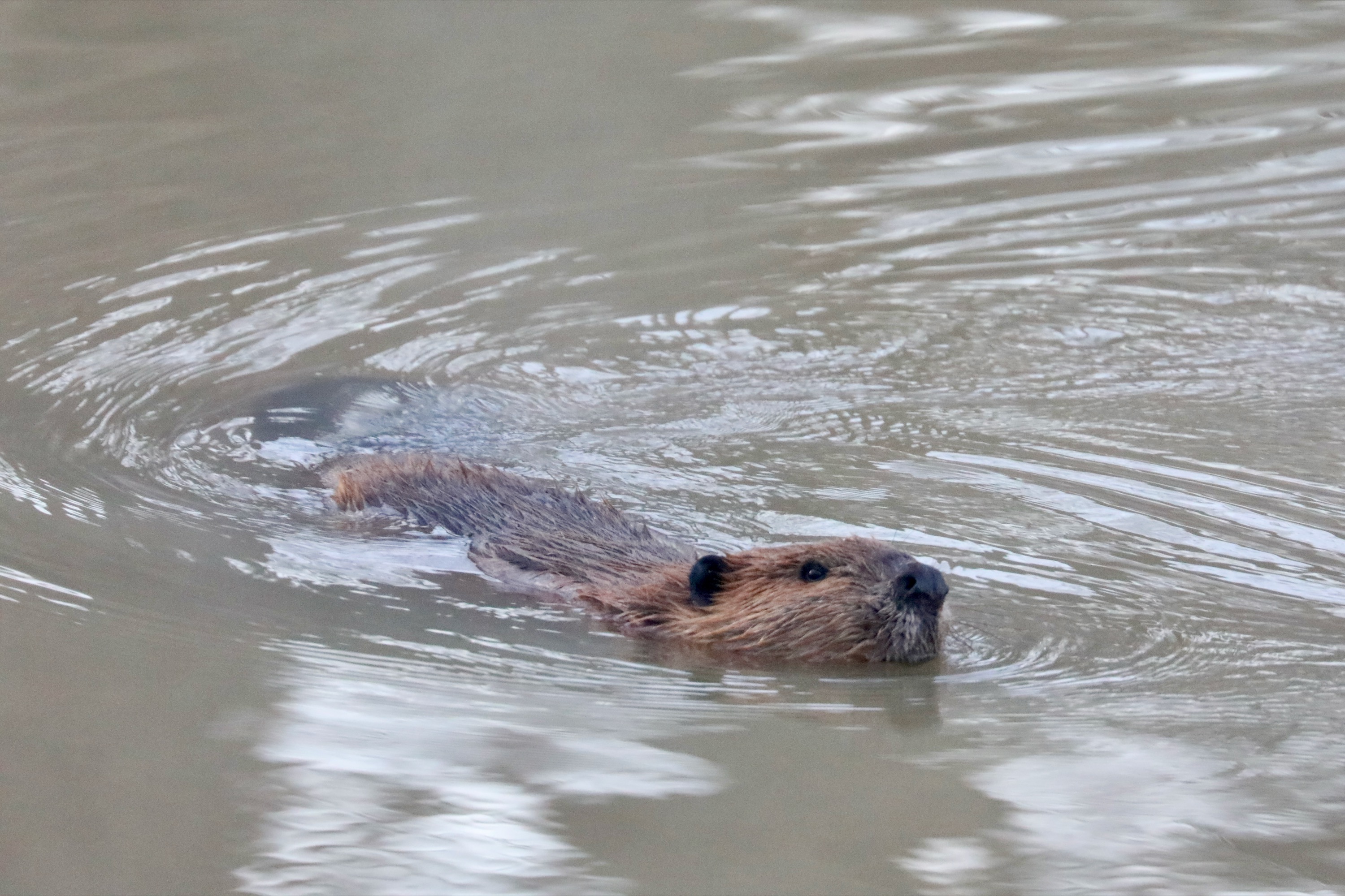 North American beaver 2