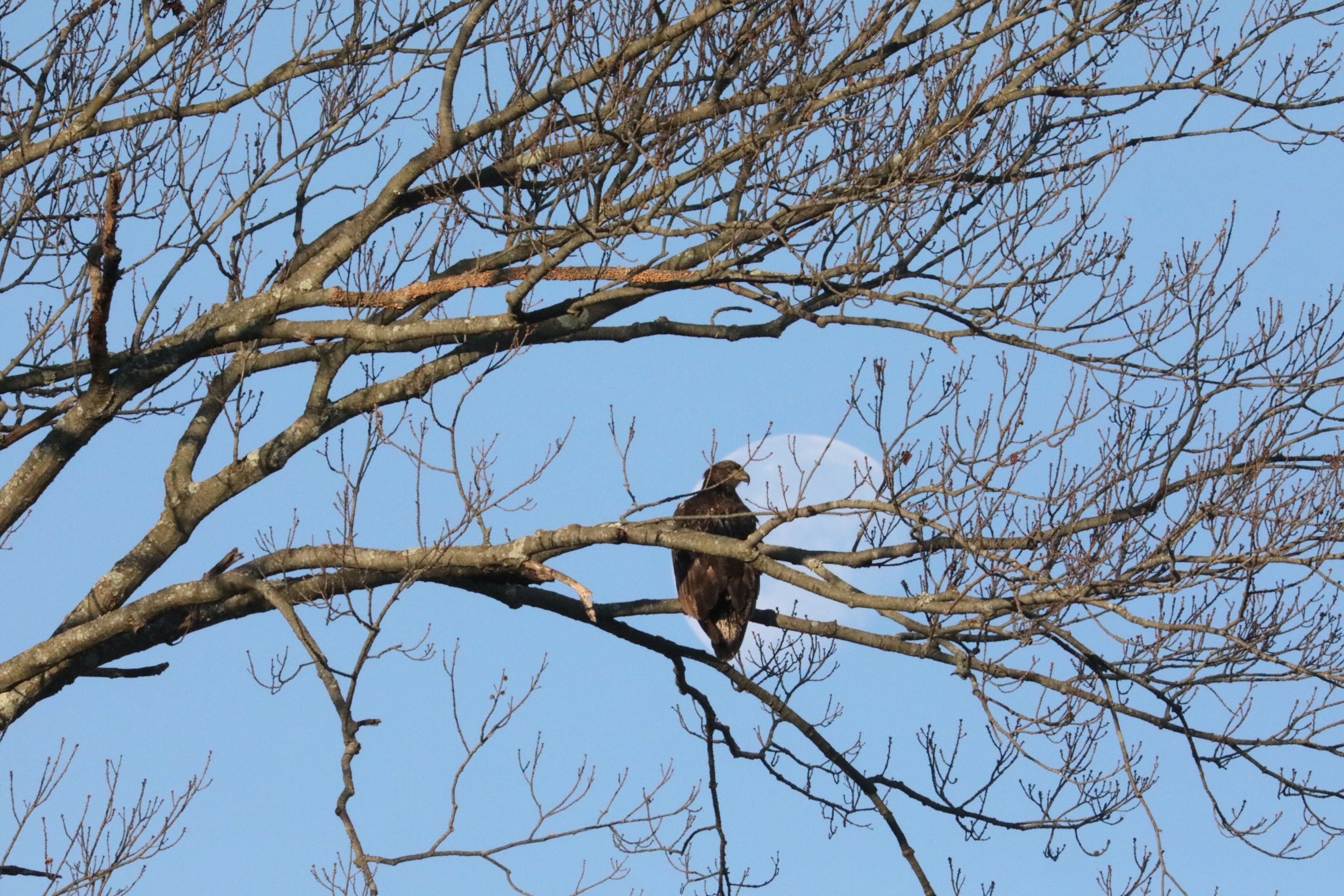 Bald Eagle Juvenile 2