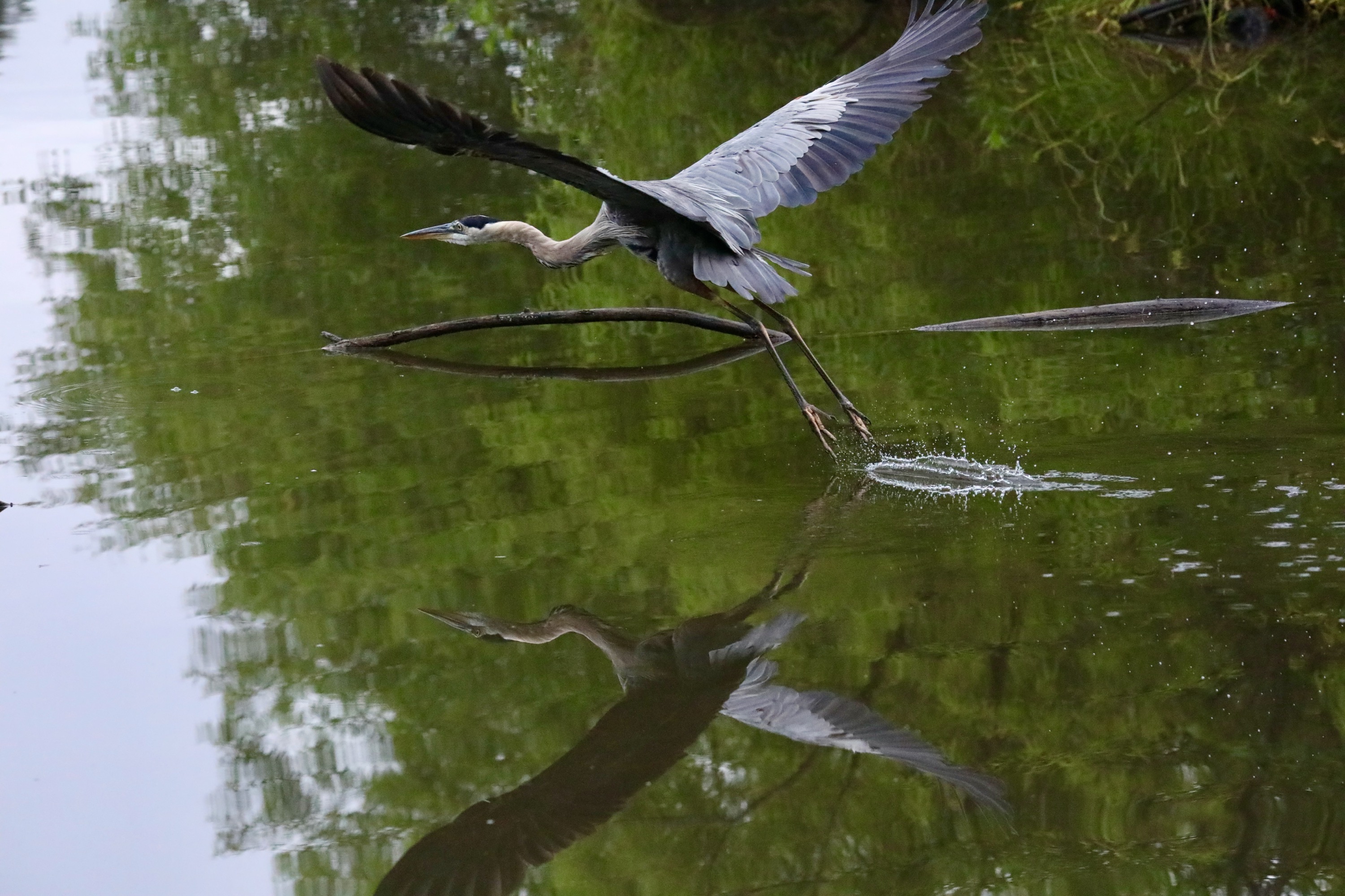 Great blue heron 3