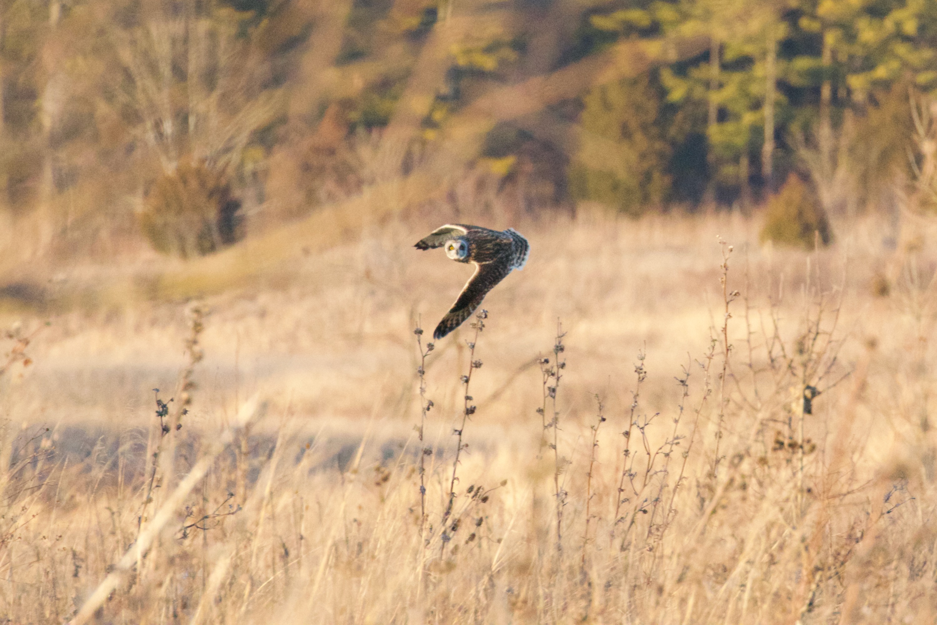 Short-eared owl Hunting