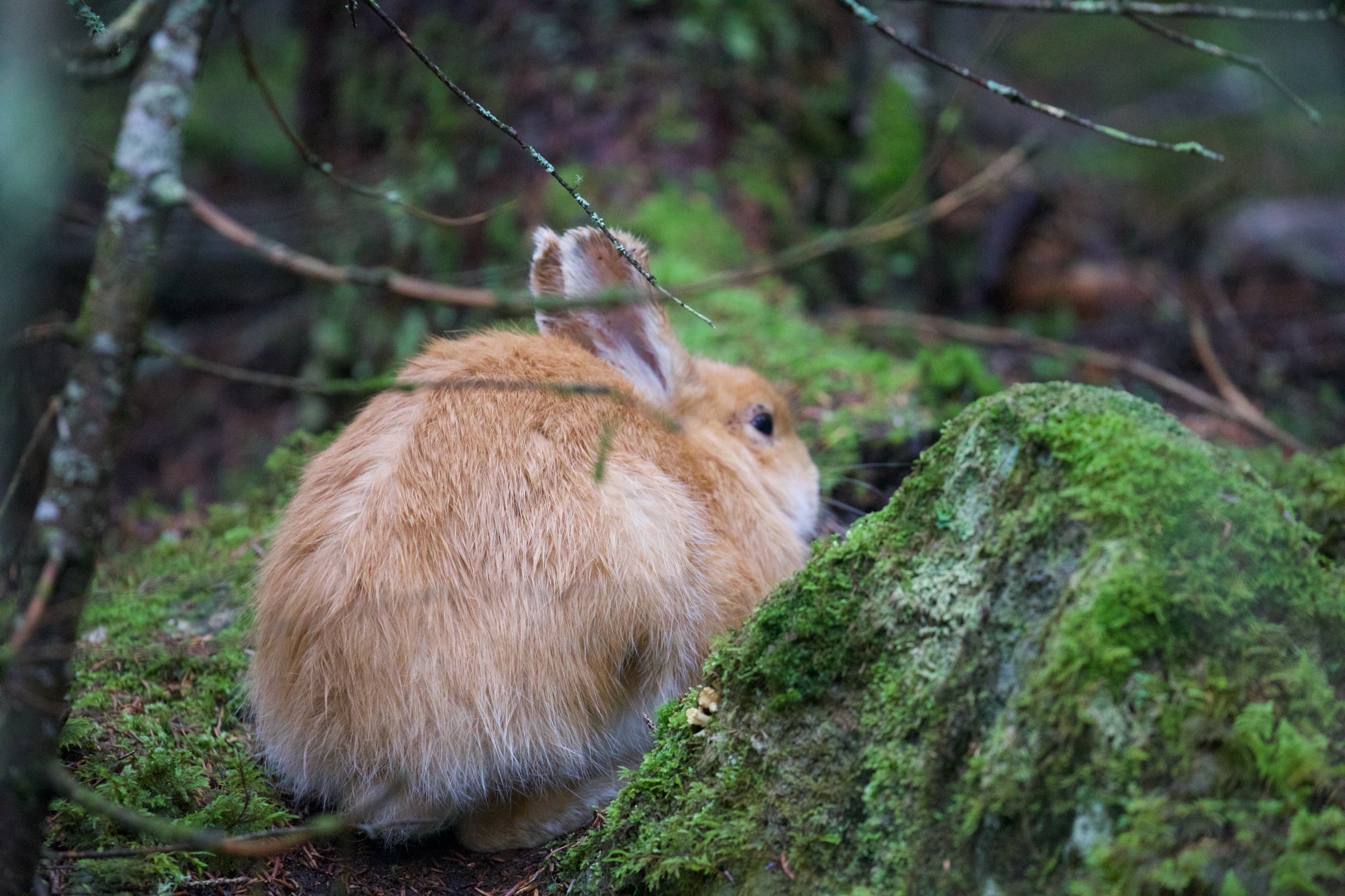 Snowshoe hare