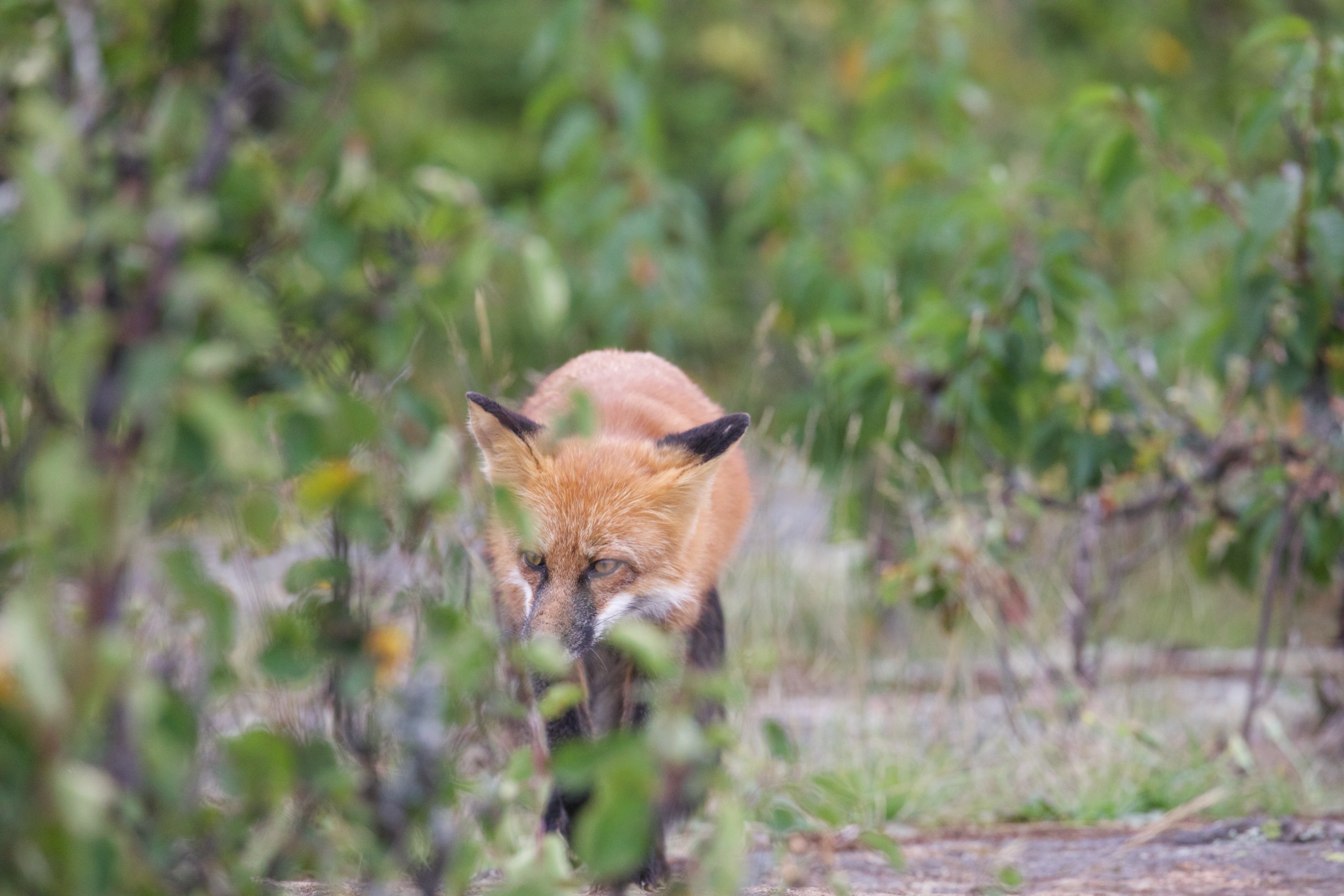 Red Fox