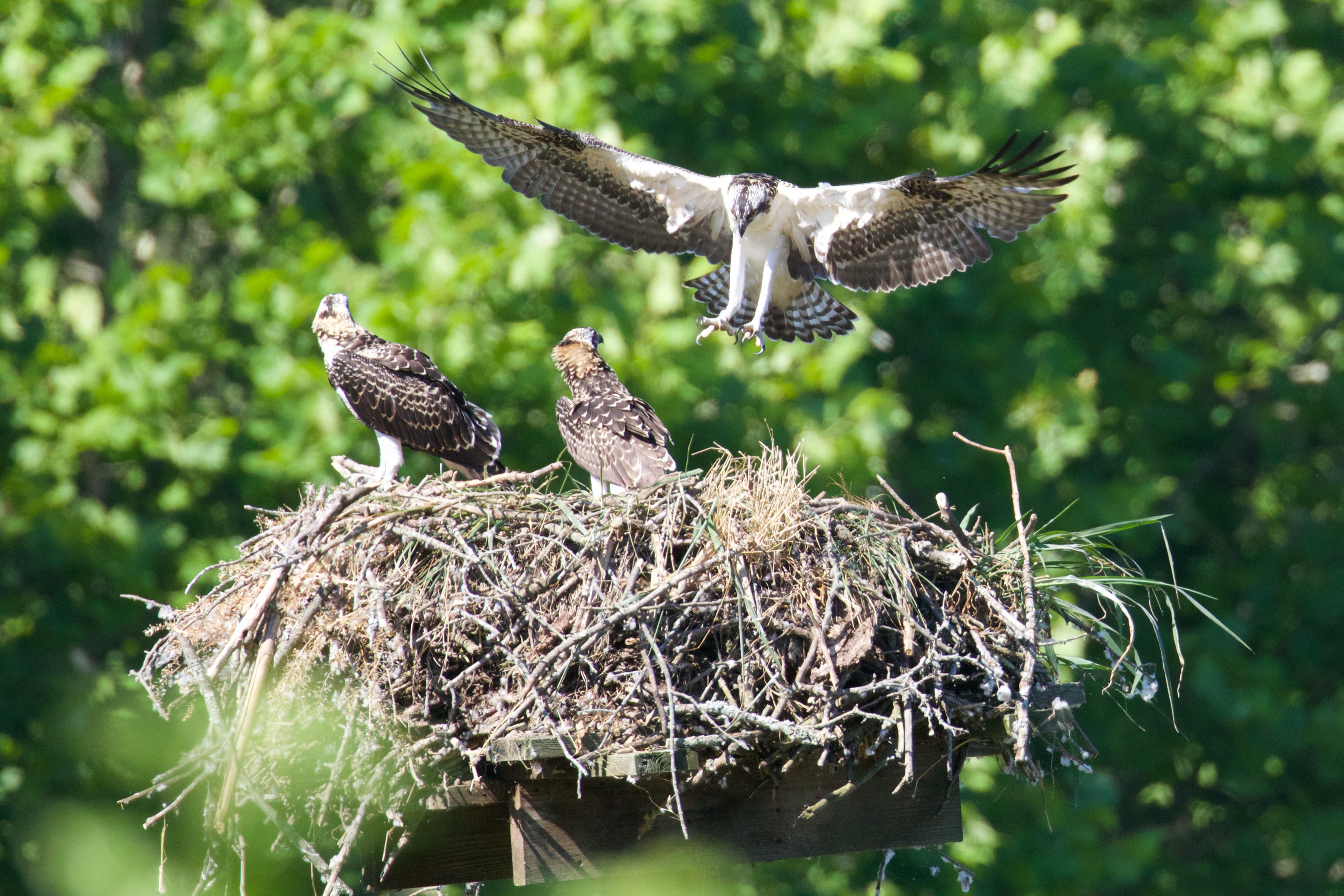 Osprey Juvenile 2