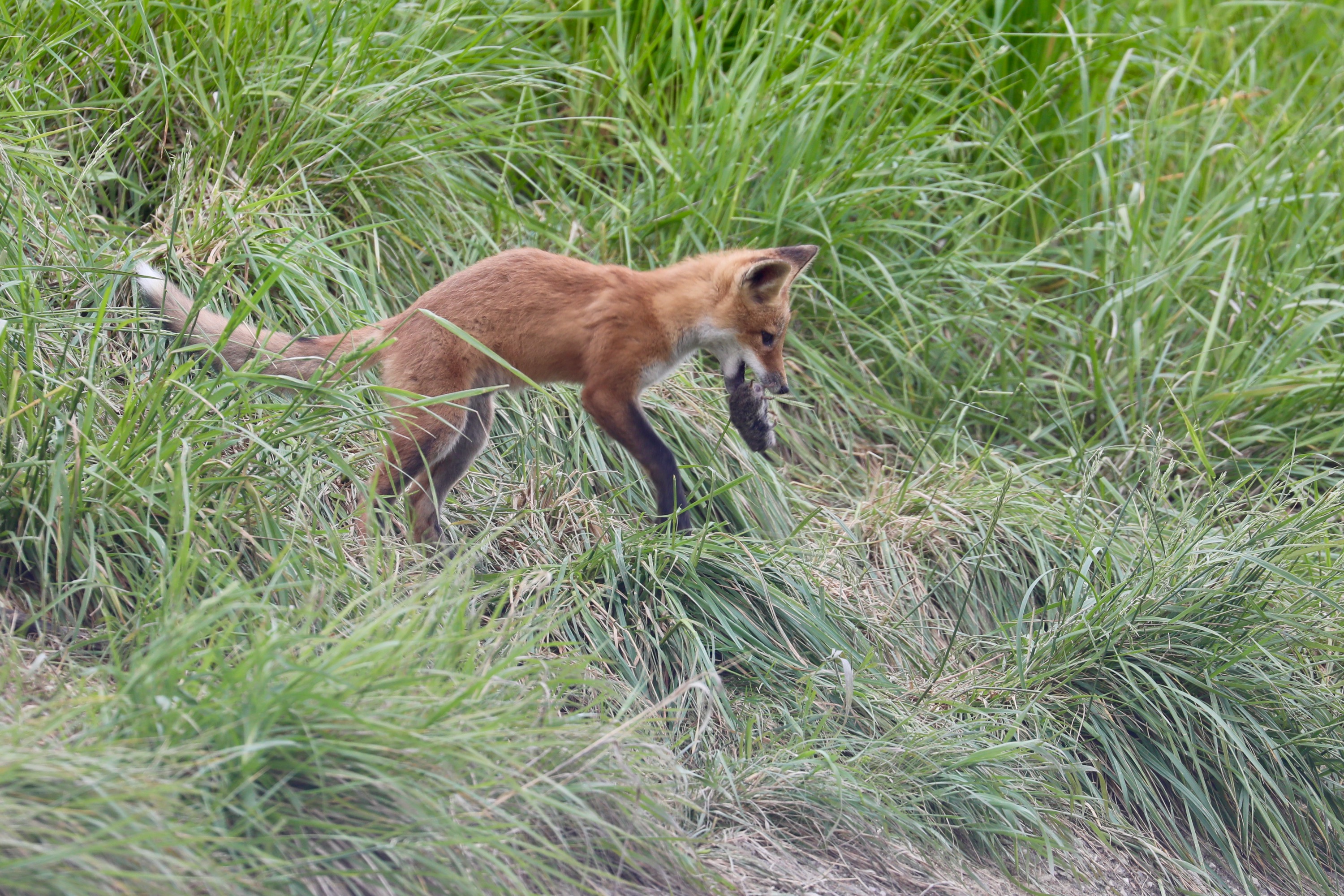 Red Fox Pup at Play