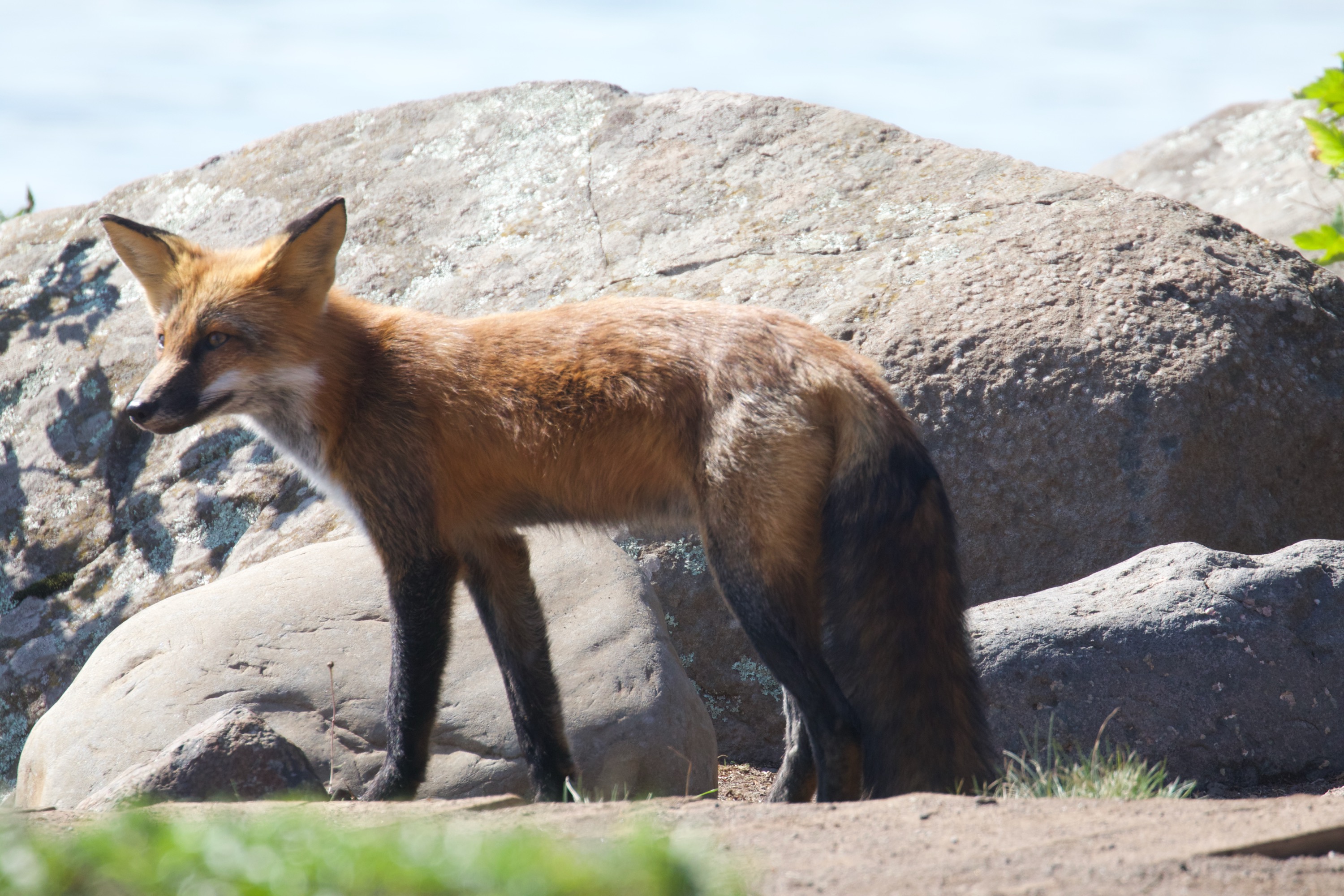 Red Fox on Isle Royale