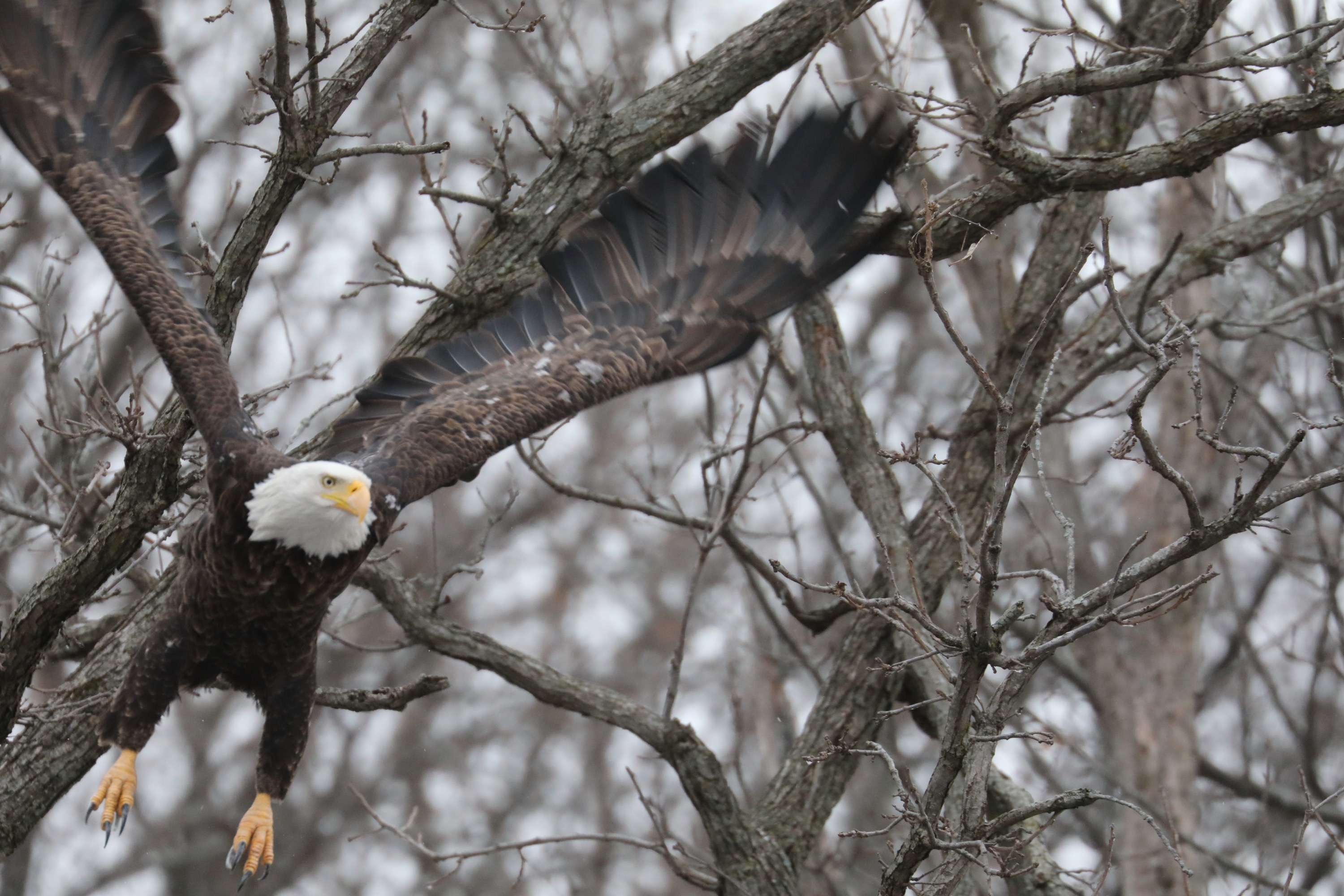 Bald Eagle Wings Raised