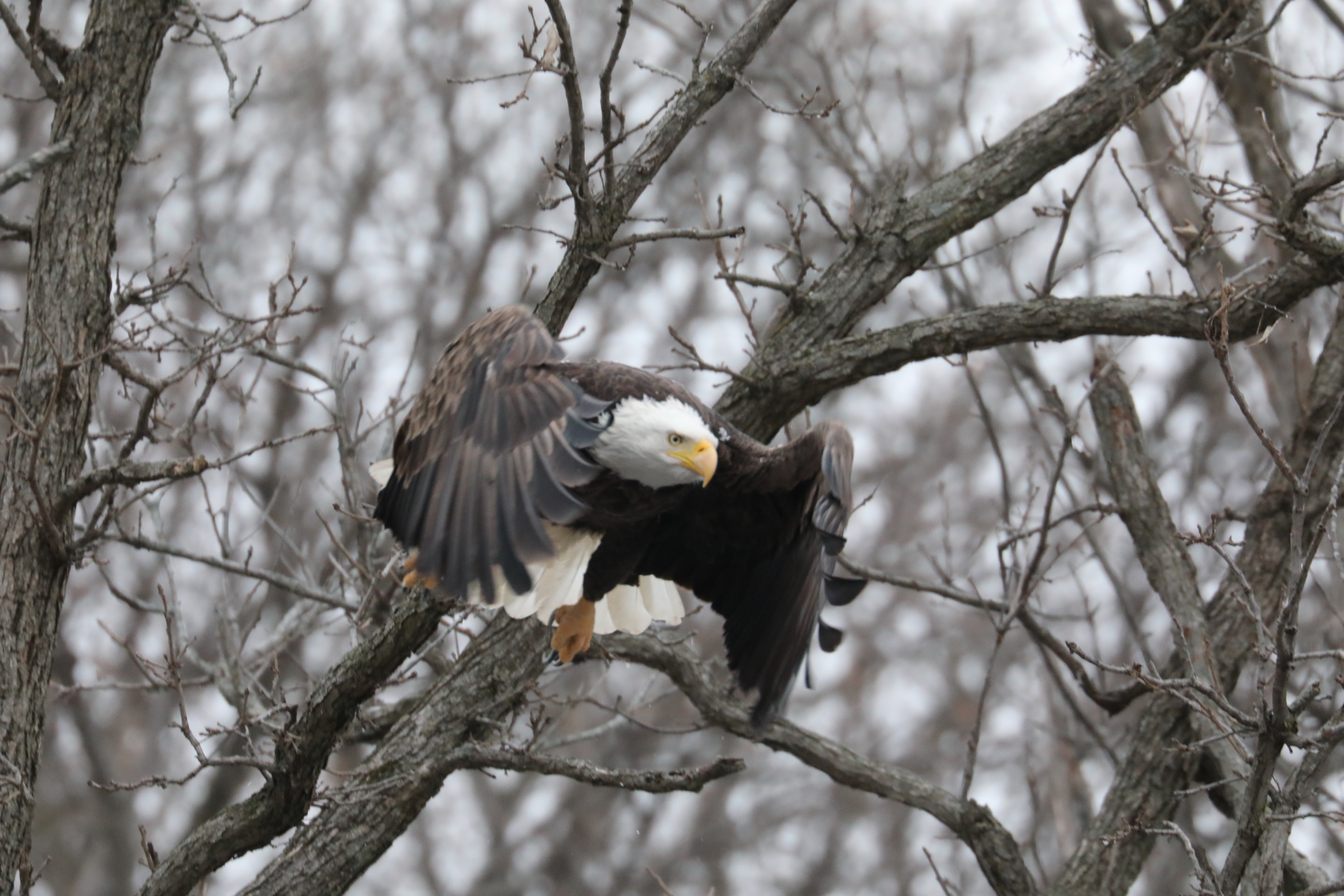 Bald Eagle Wings Forward