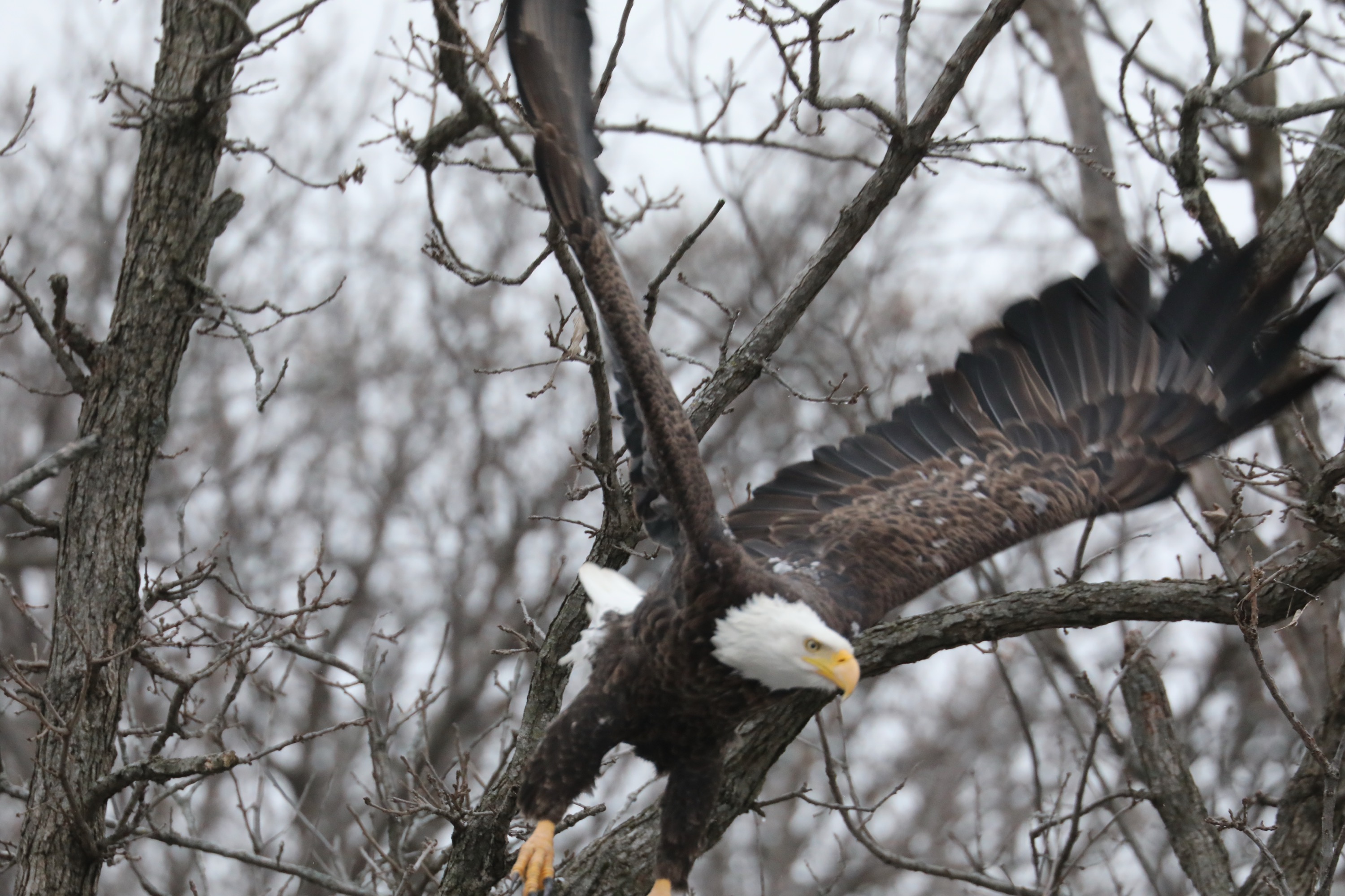 Bald Eagle Soaring