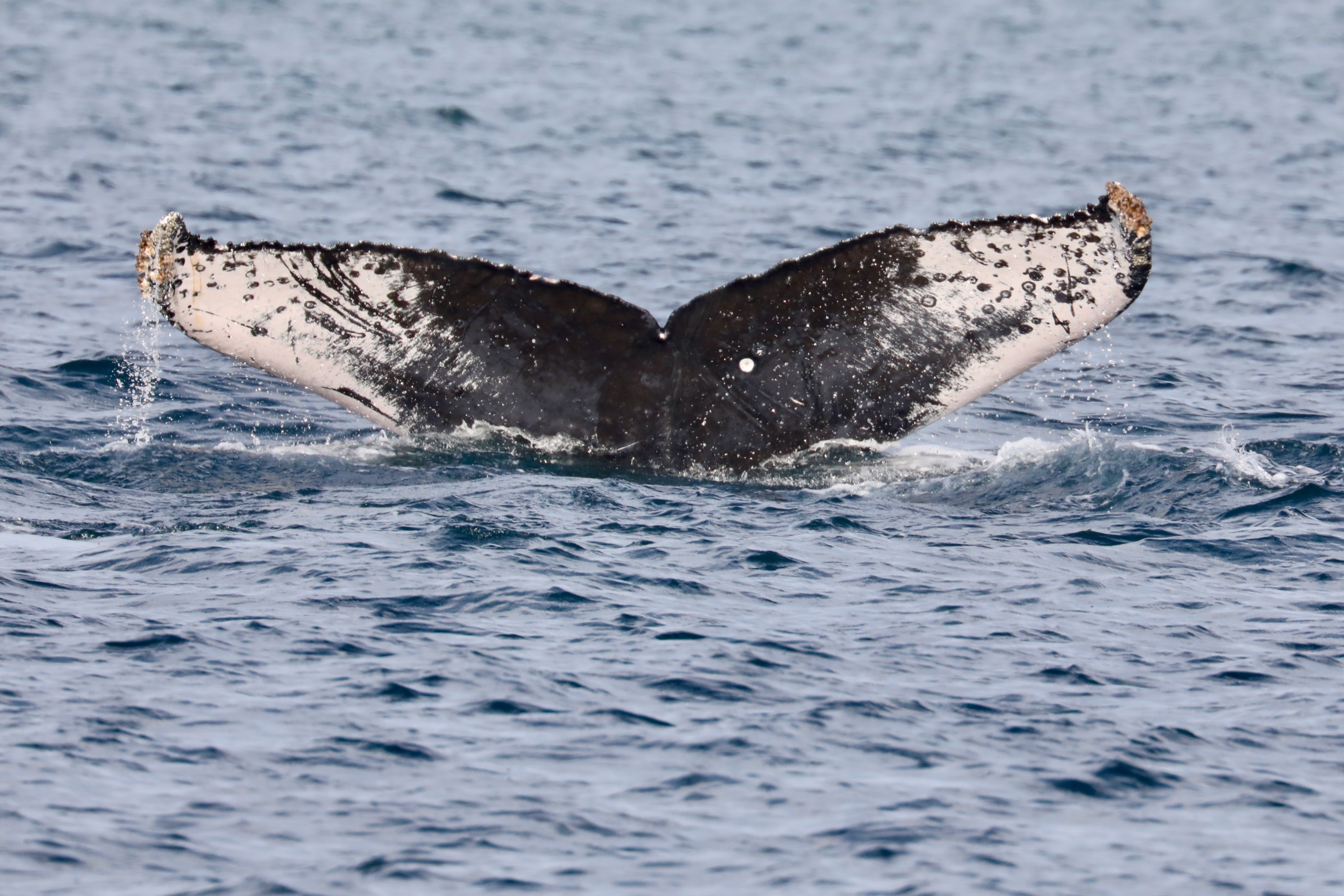 Humpback Whale Fluke