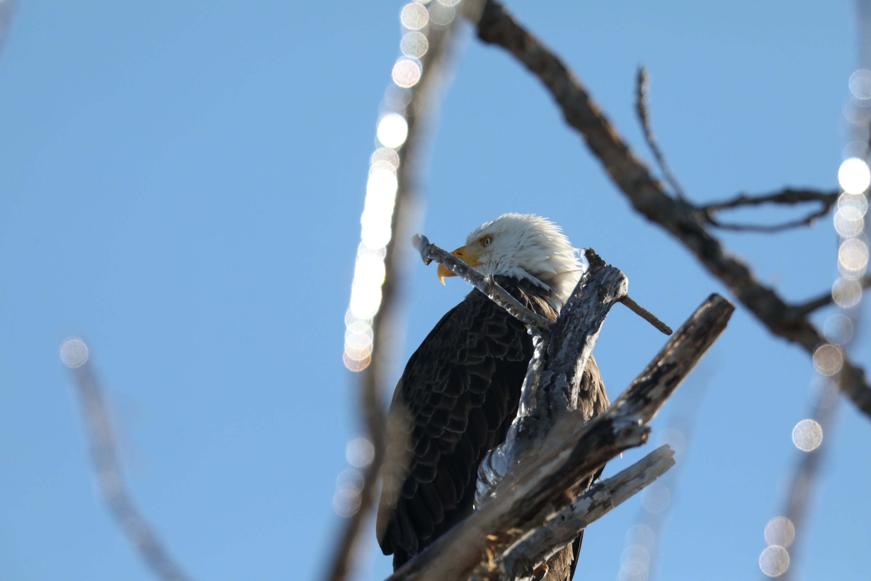 Bald Eagle on Frozen Branch