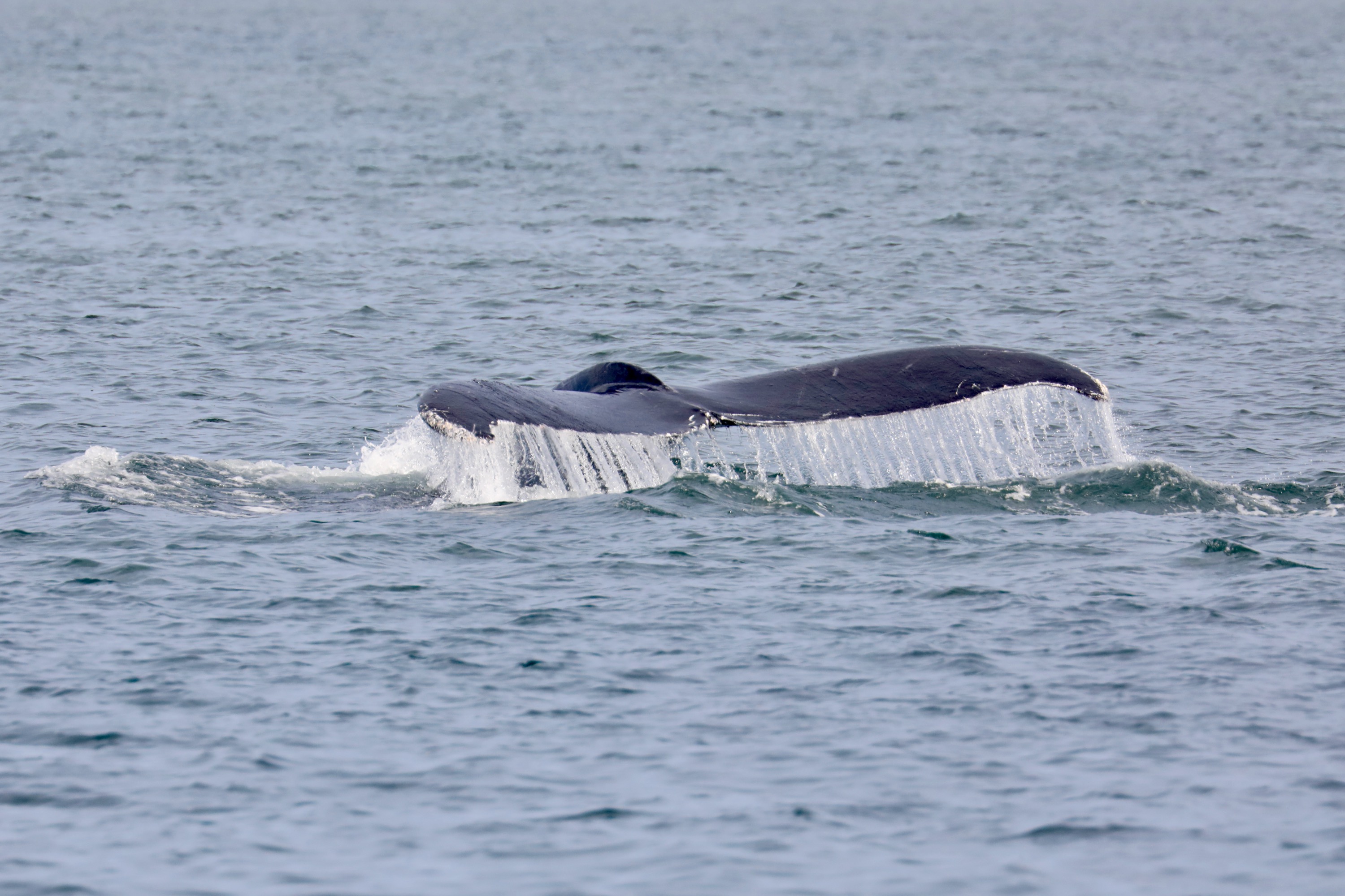 Humpback Fluke Rising