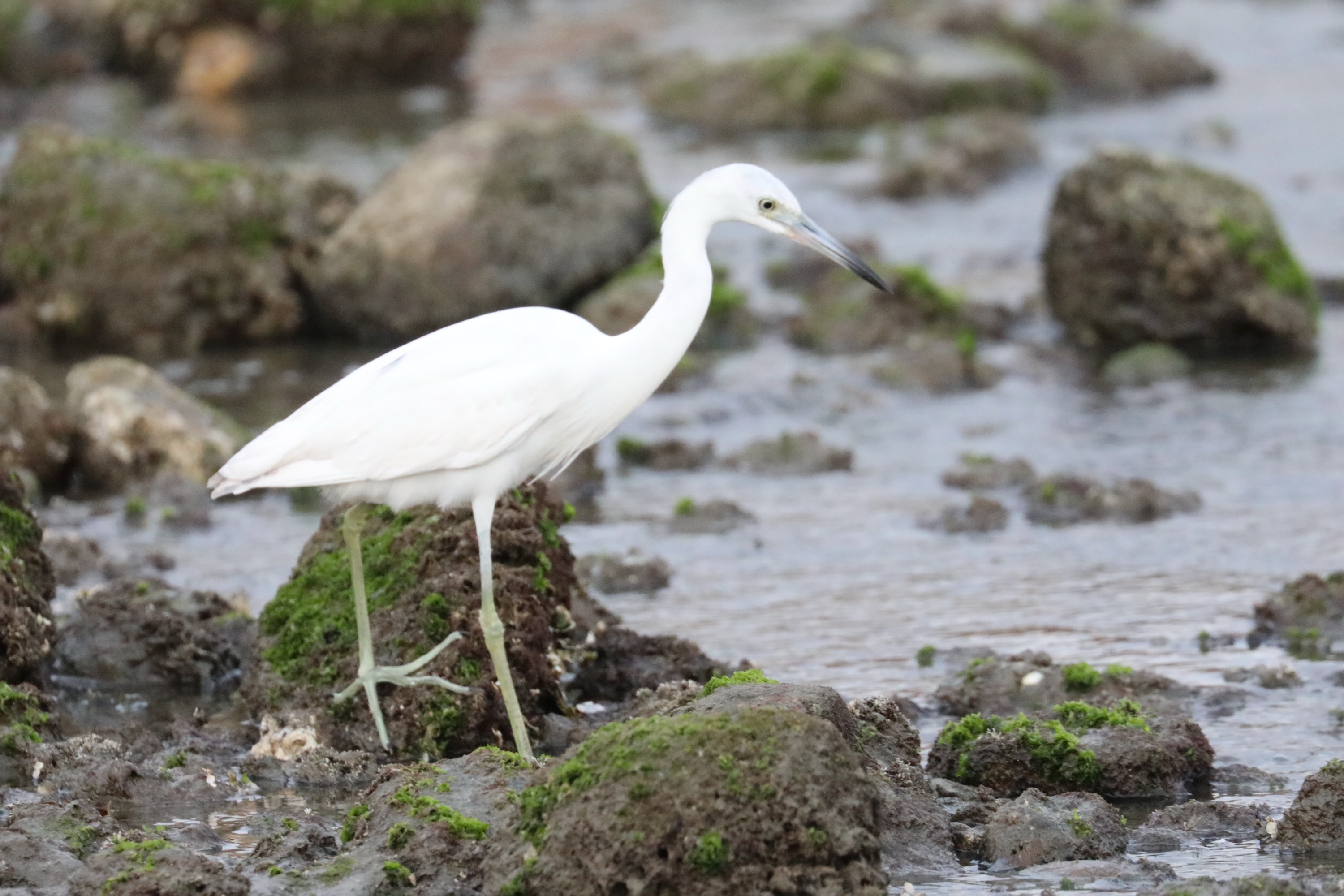 Juvenile Little Blue Heron