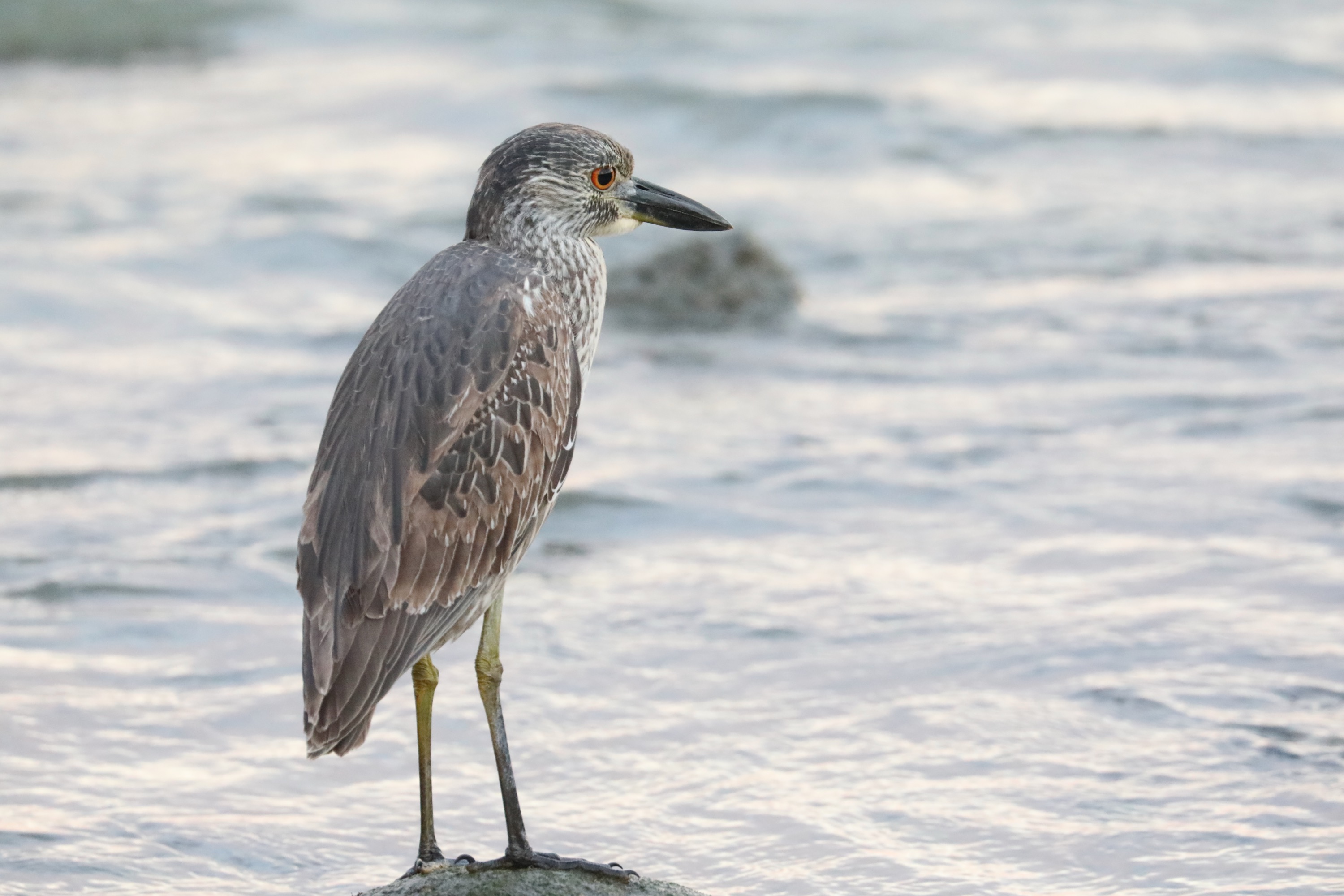 Immature Yellow-crowned Night-Heron