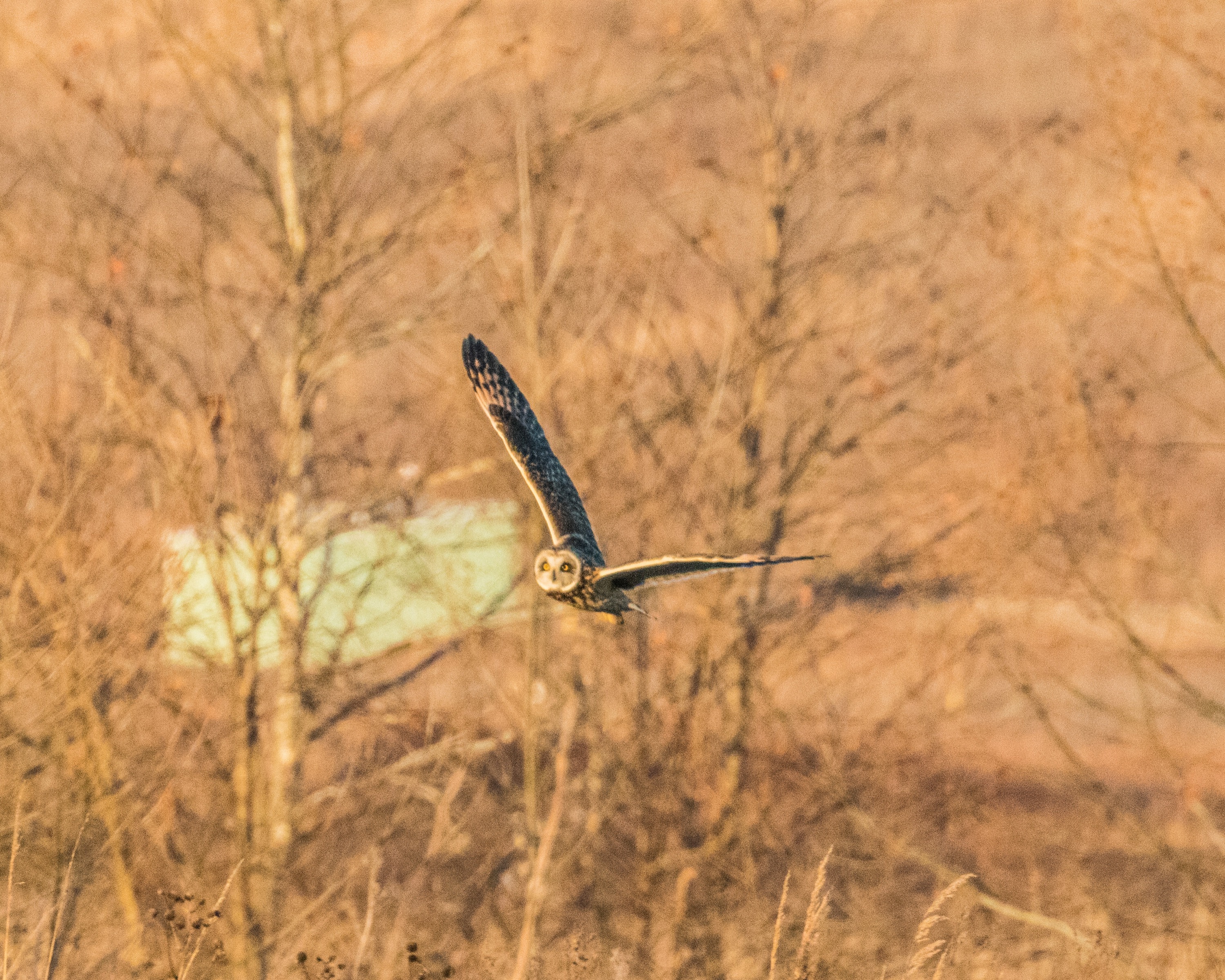 Short-eared Owl Approaching