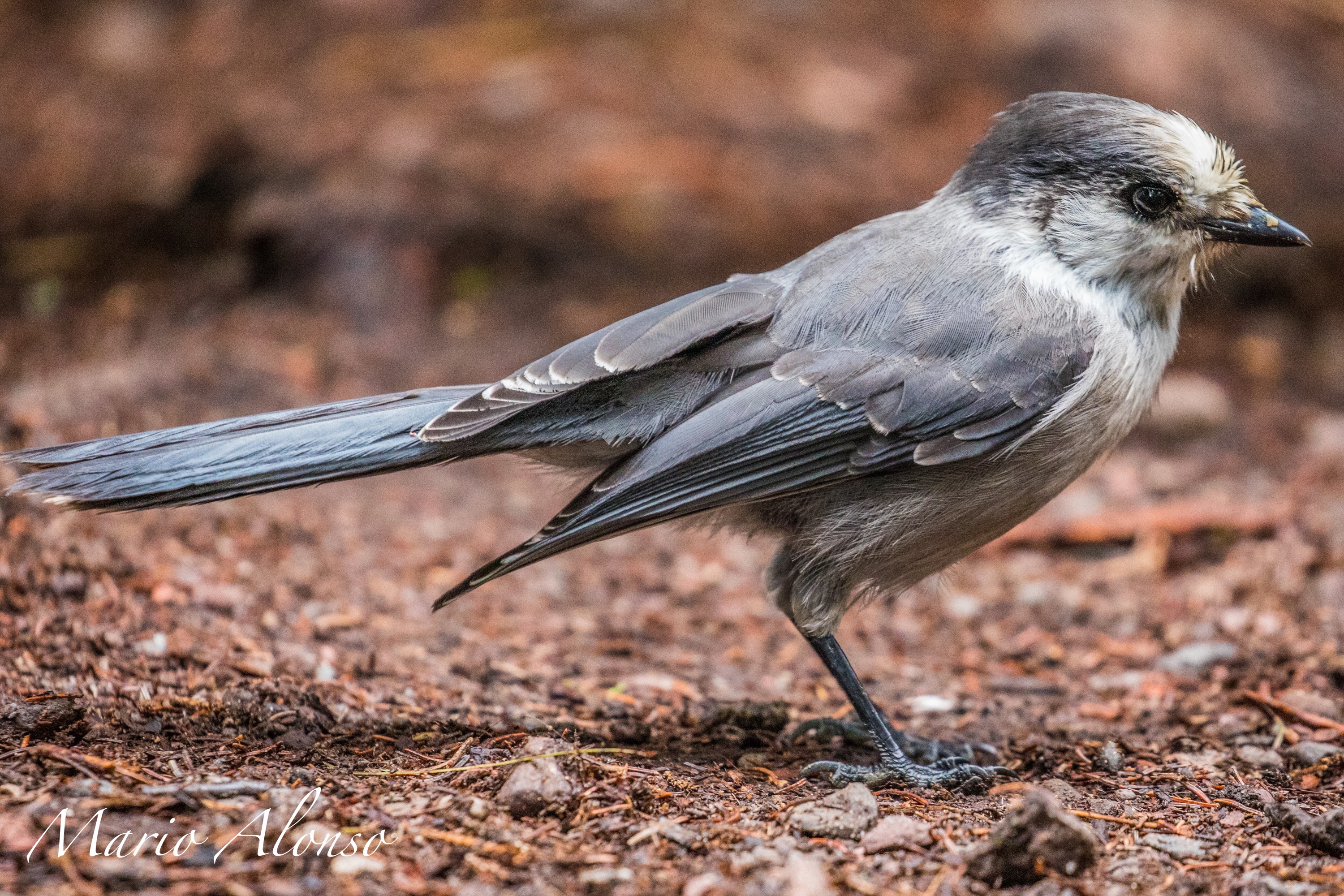 Canada Jay