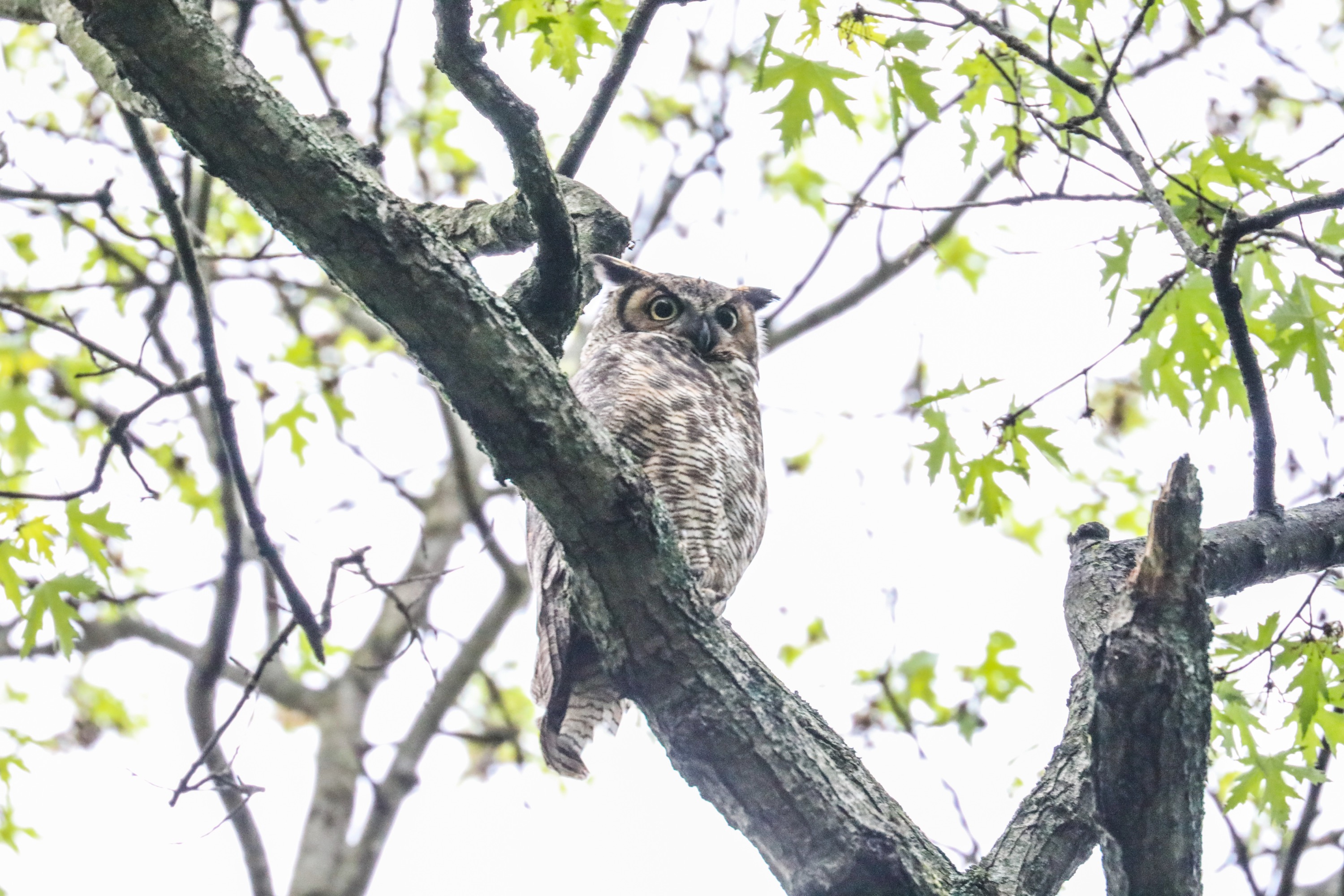 Great Horned Owl Family