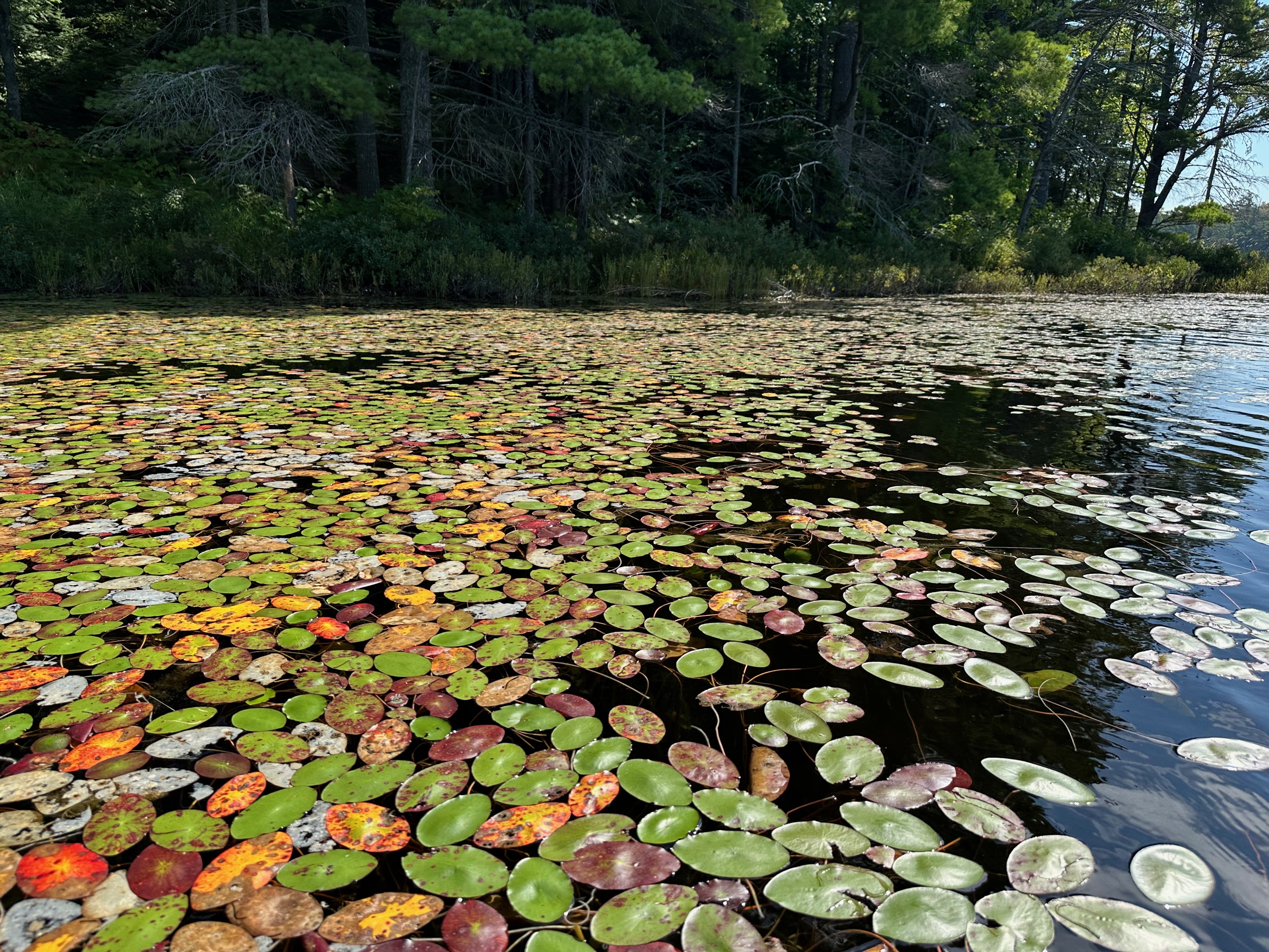 Emily Lake Lily Pads
