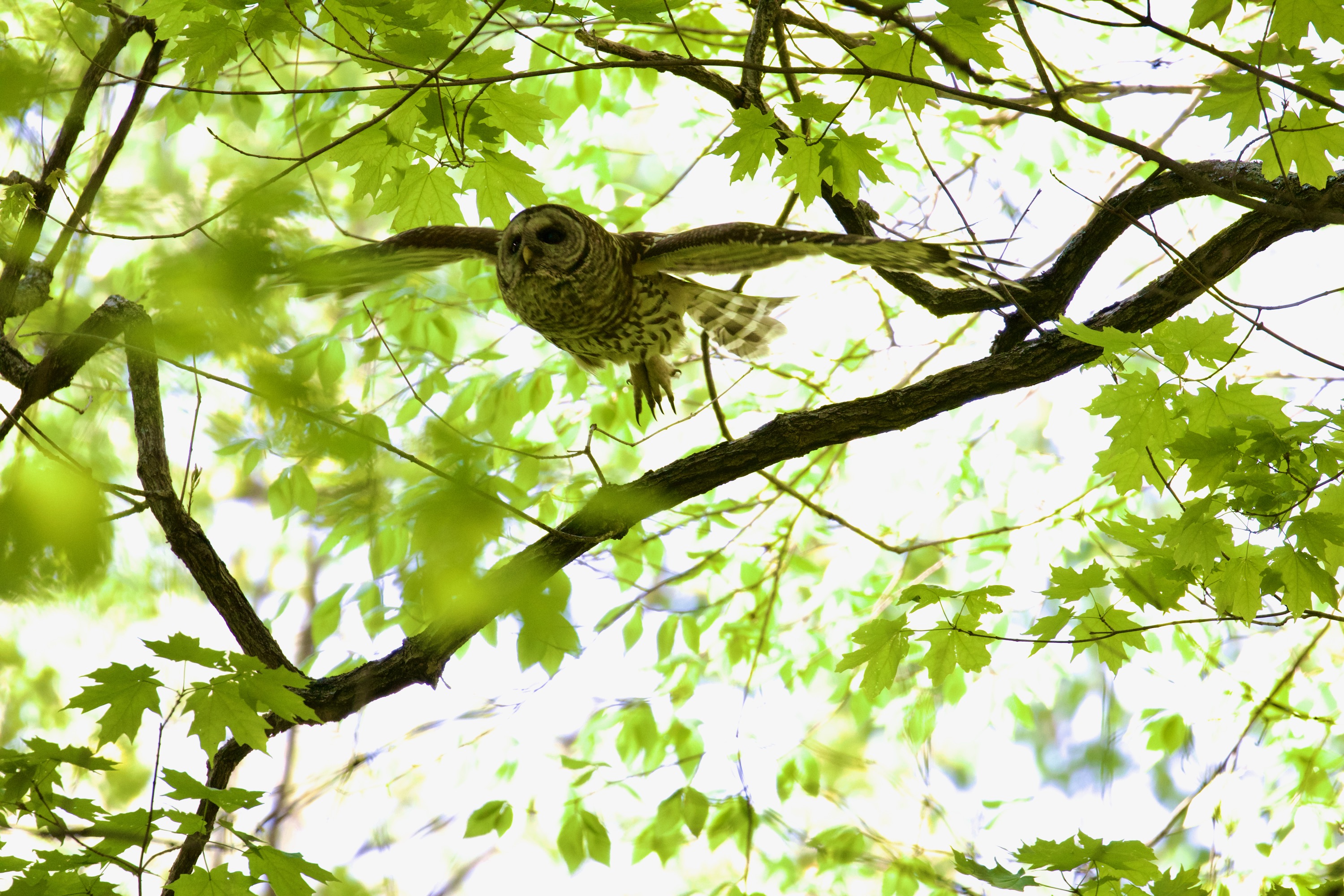 Silent Barred Owl Flight