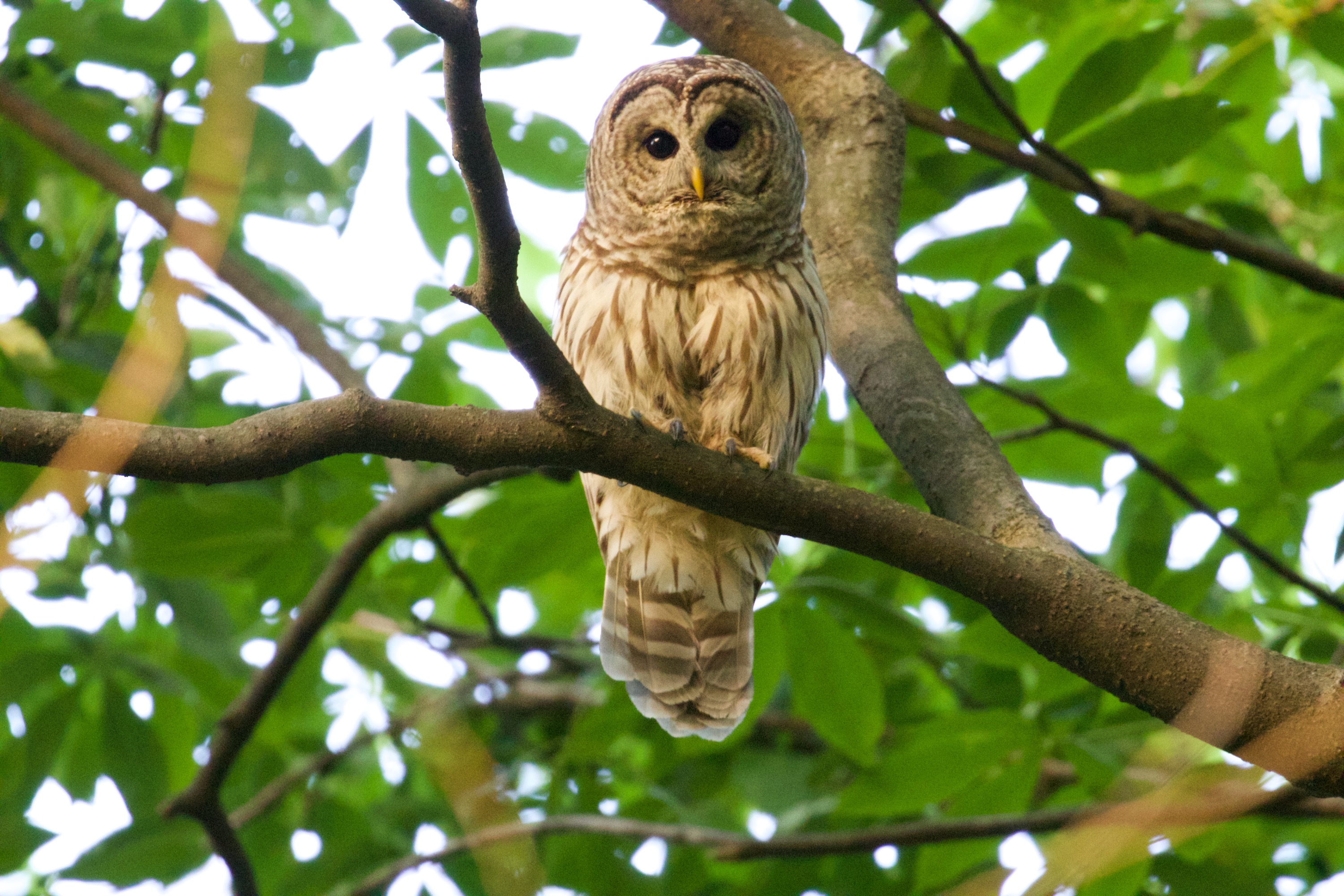 Barred Owl Unique Face