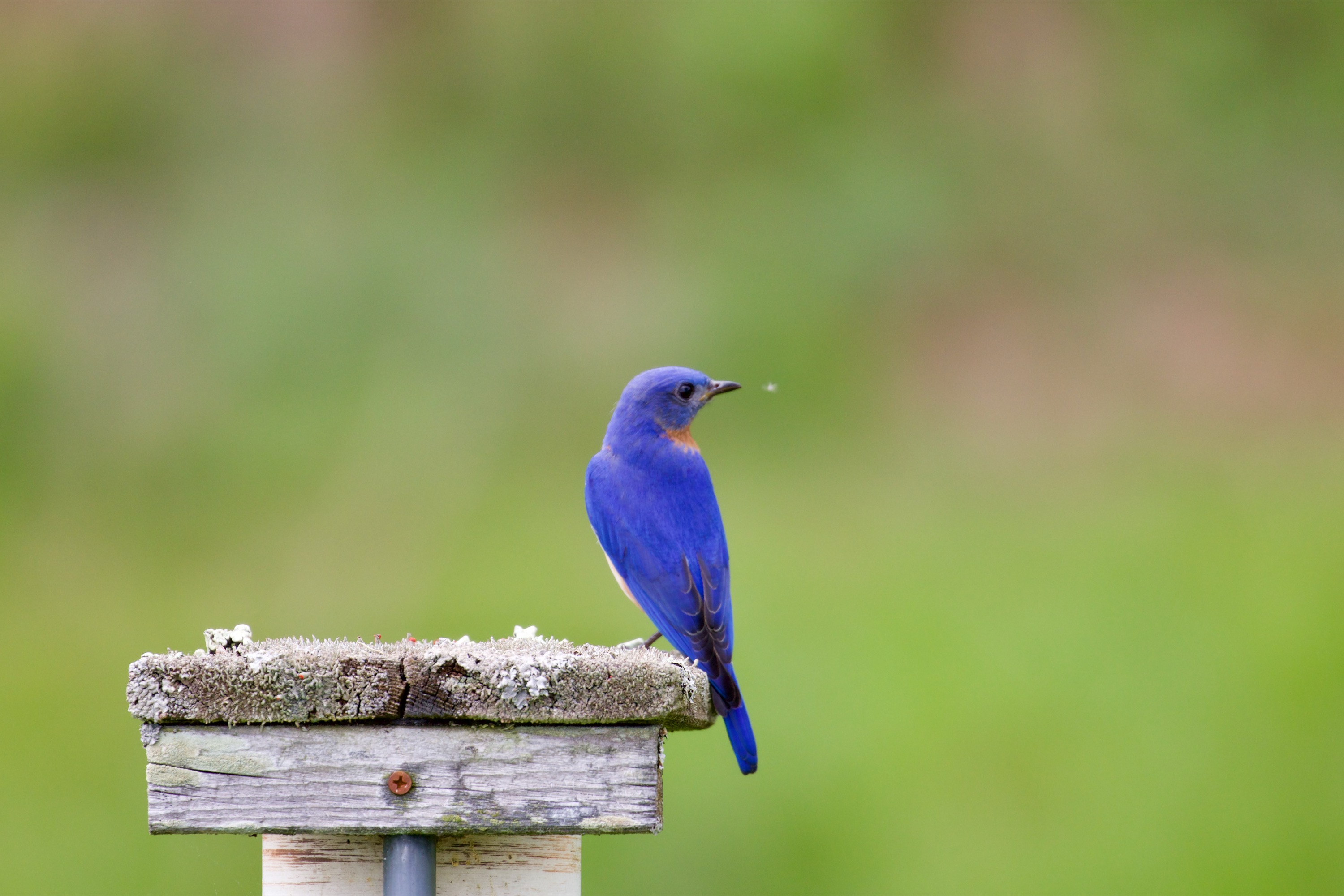 Eastern Bluebird Beauty