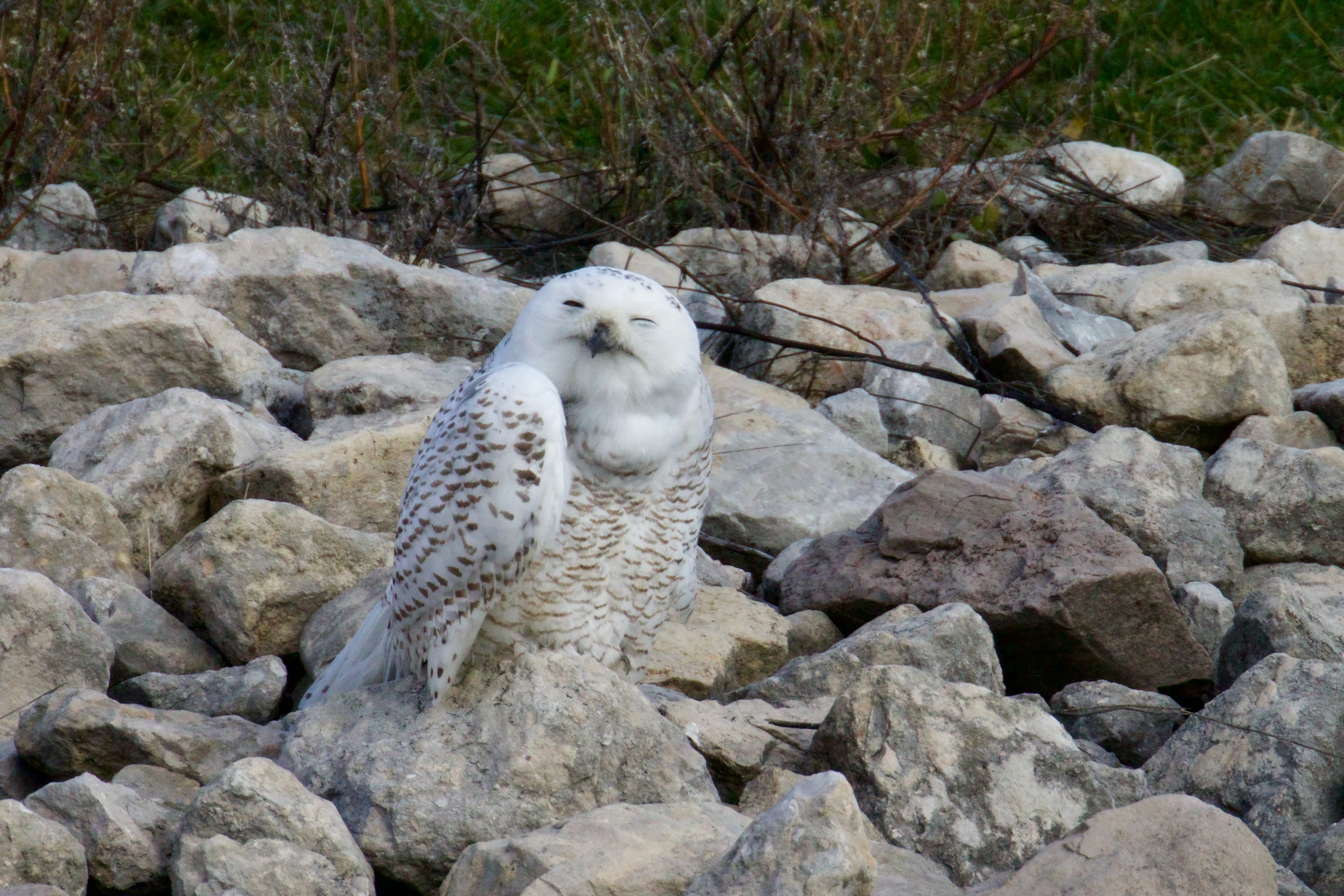 First Snowy Owl Encounter