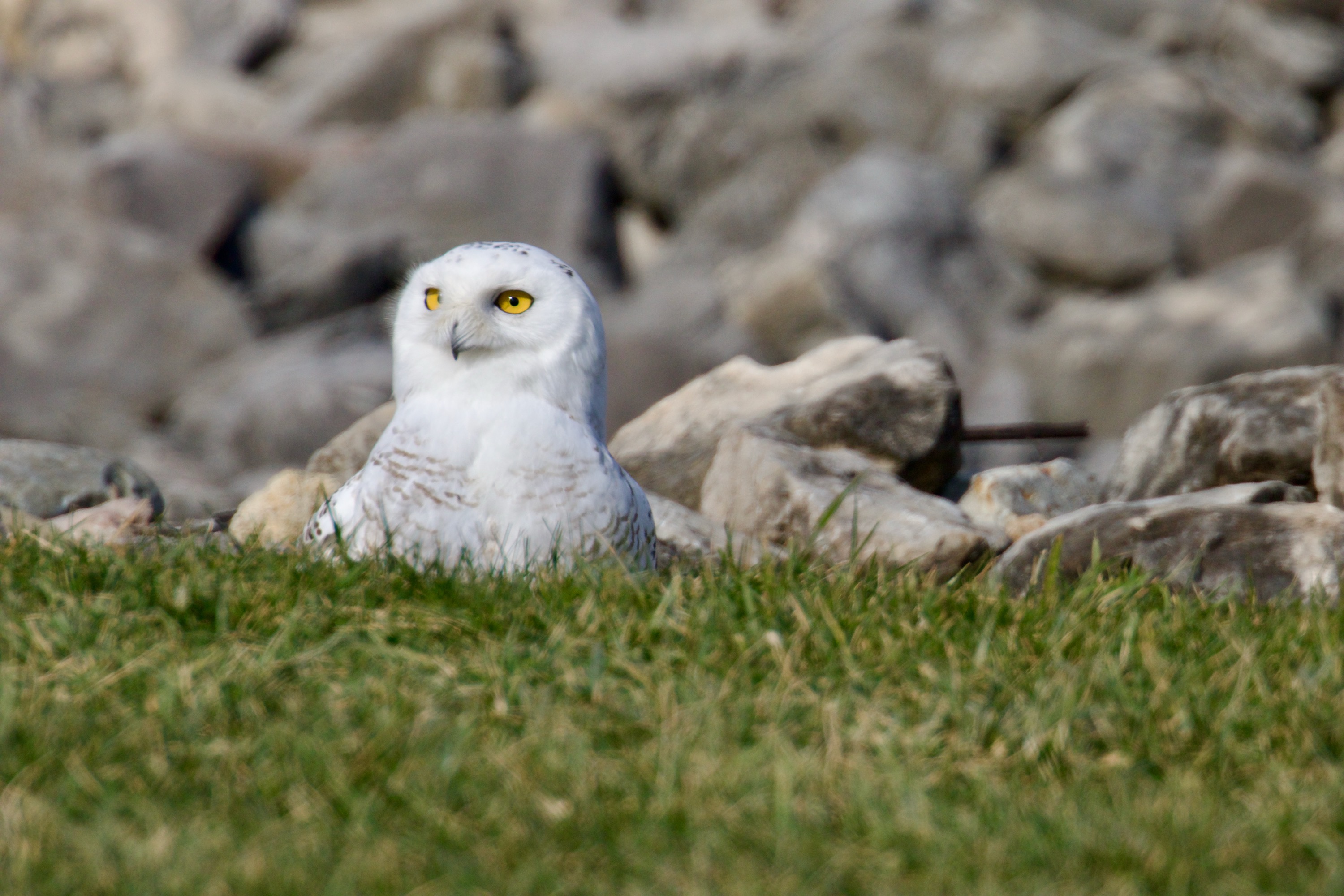 Snowy Owl Standing Watch
