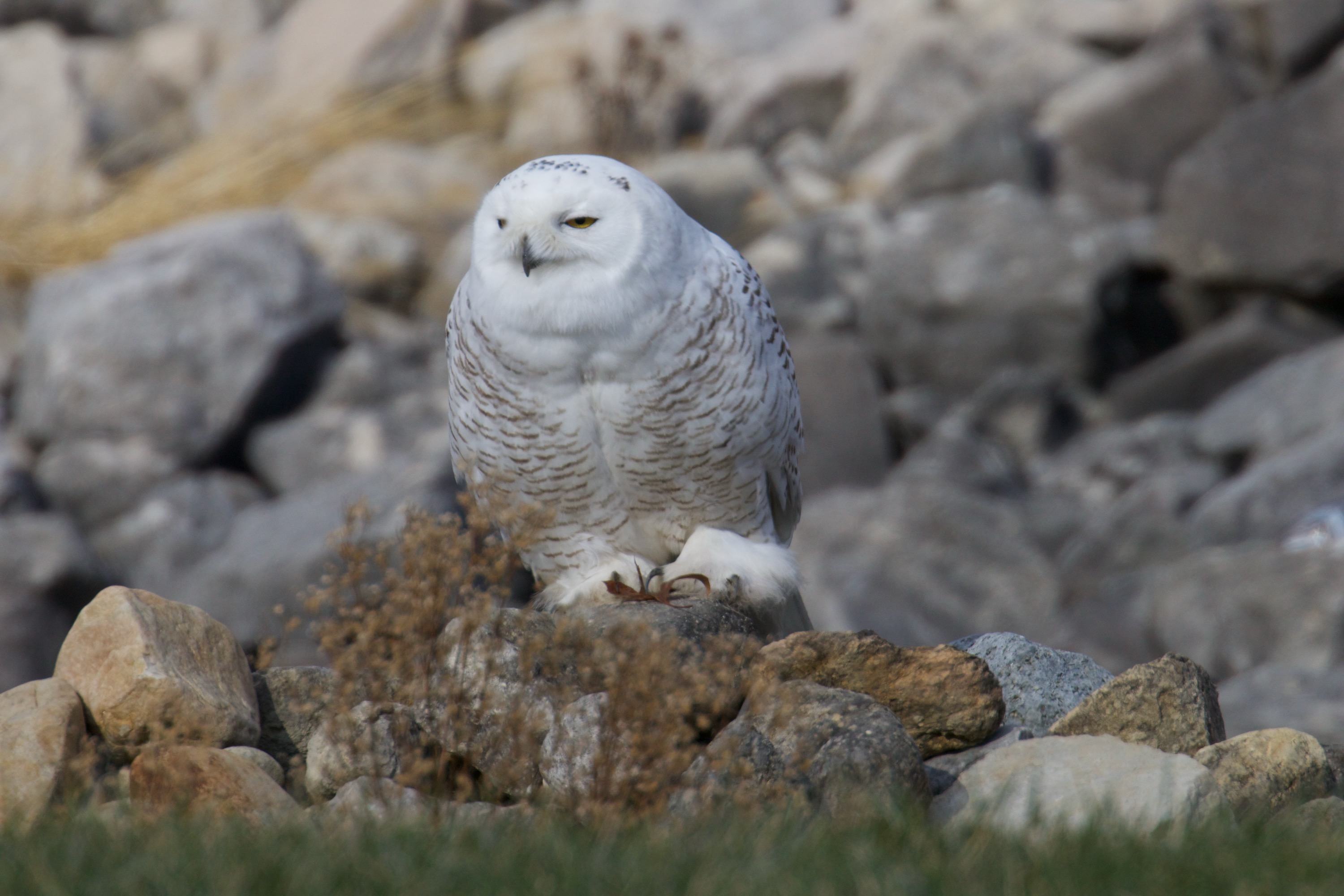 Fluffy-footed Snowy Owl