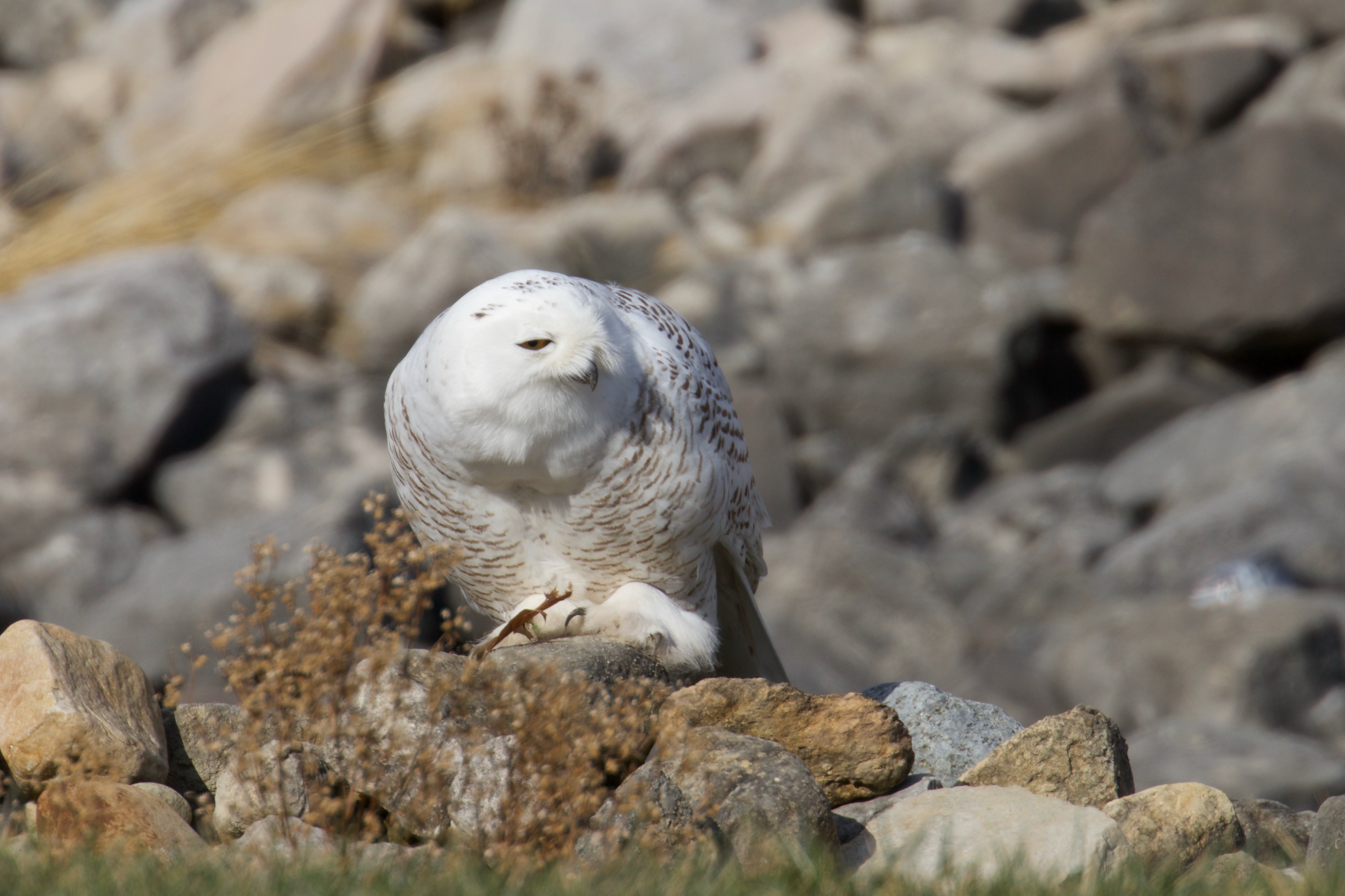 Snowy Owl in Sunlight
