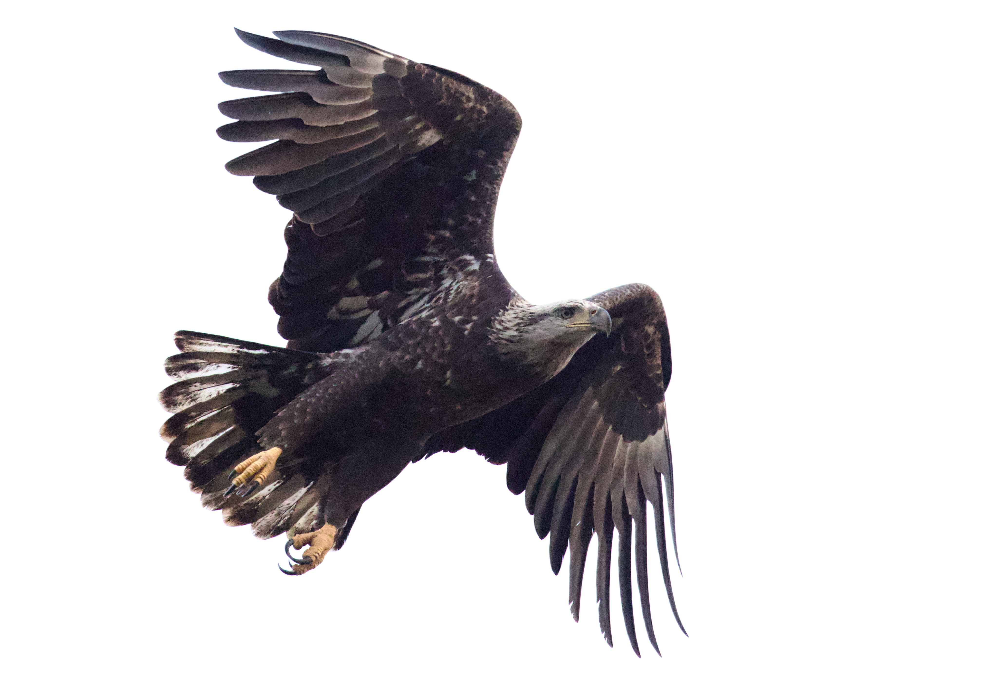 Bald Eagle in Flight