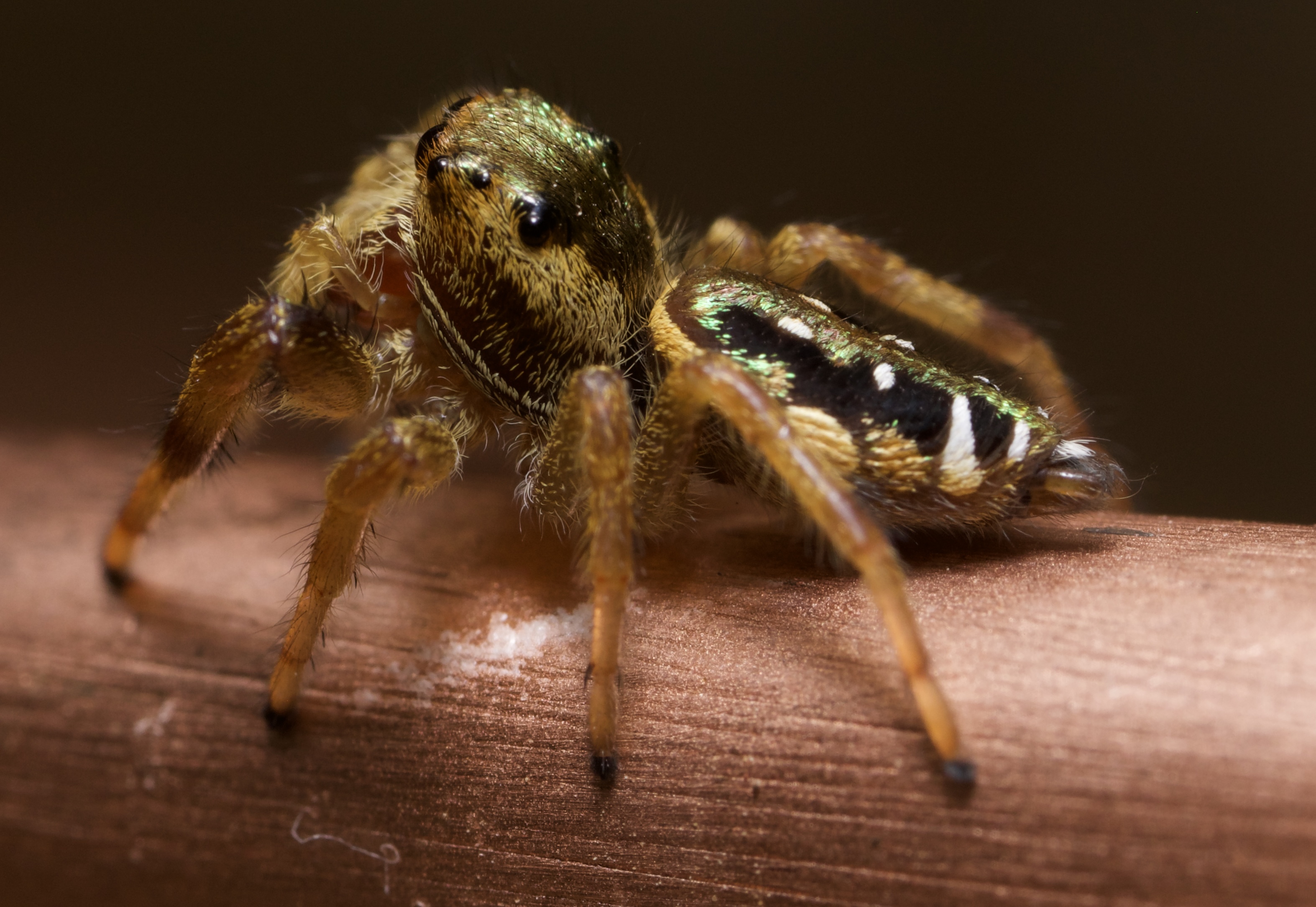 Jumping Spider Portrait